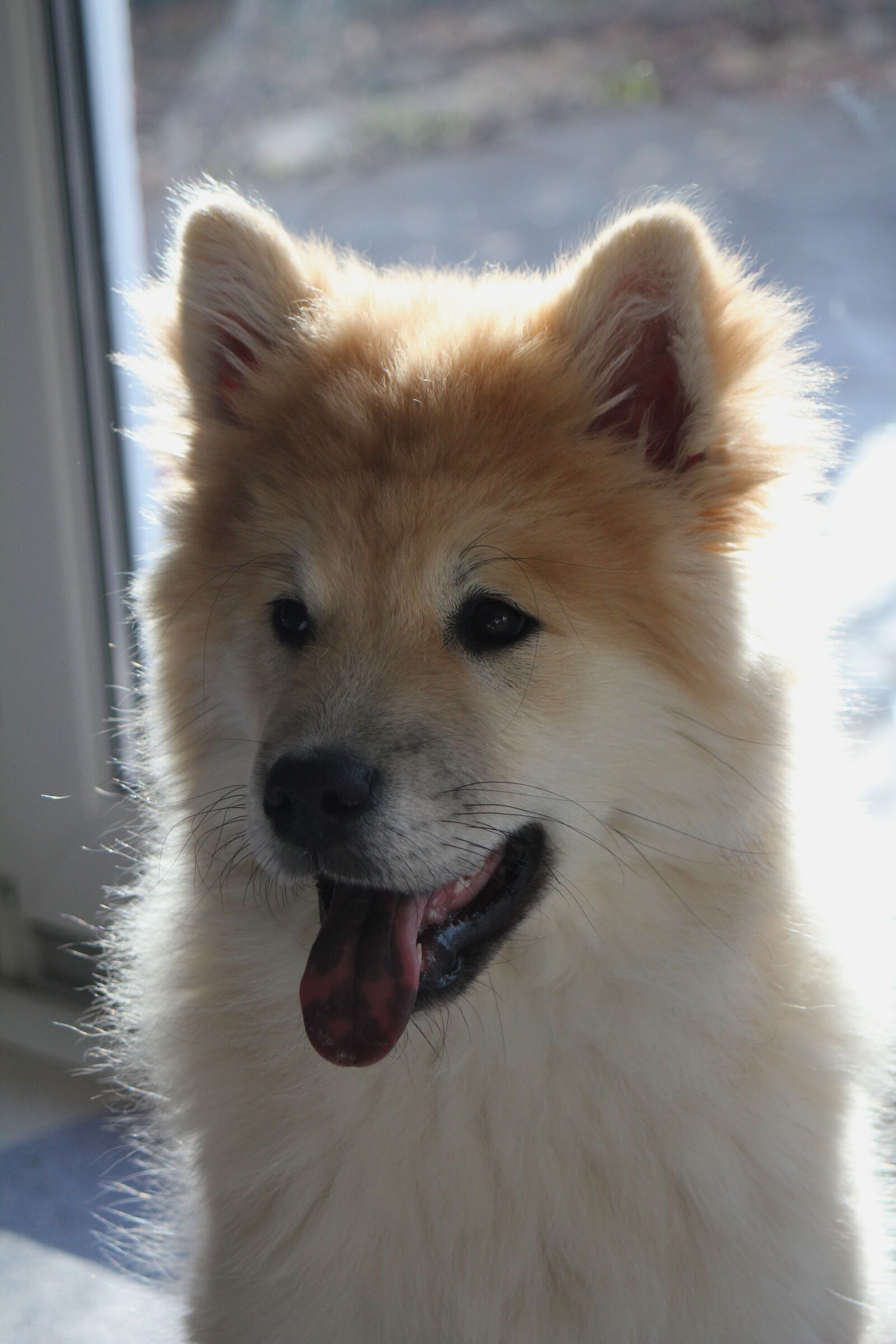 Canon EOS 550D (EOS Rebel T2i / EOS Kiss X4) sample photo. Dog, young, eurasians photography