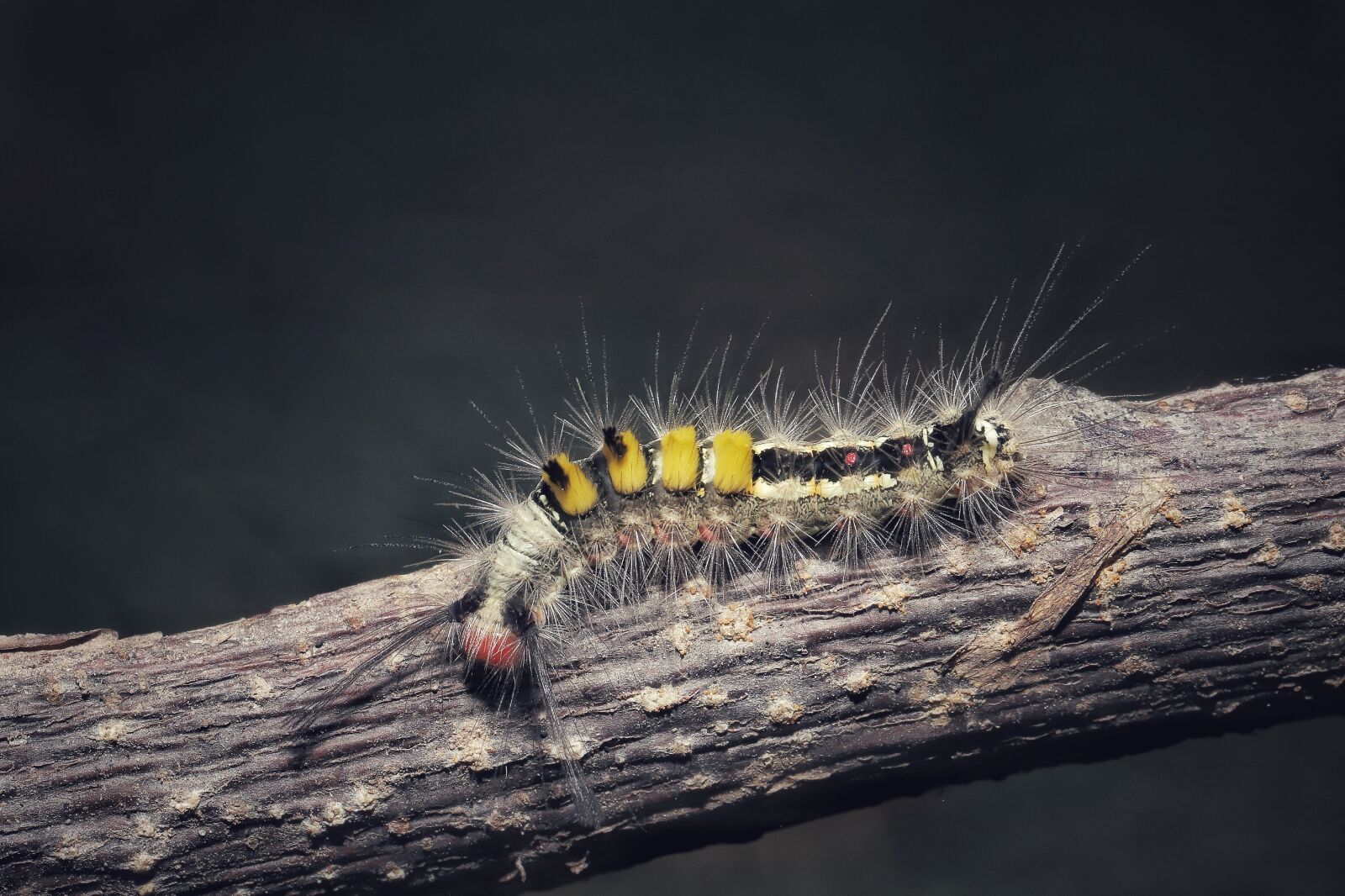 Canon EF 100mm F2.8L Macro IS USM sample photo. Insect, macro, deep photography