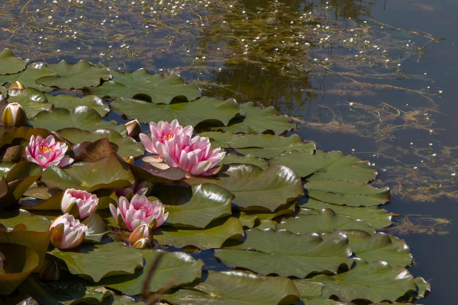Canon EOS M3 sample photo. Pond, bloom, water flower photography