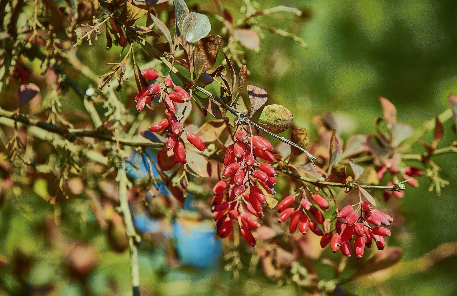 Nikon D7200 sample photo. Flower, autumn, plant photography