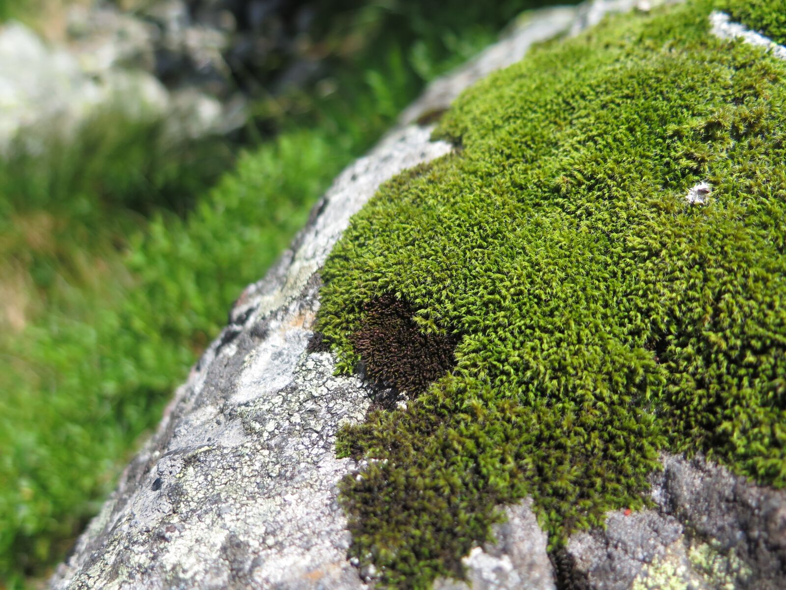Canon PowerShot G16 sample photo. Moss, mountains, rock photography