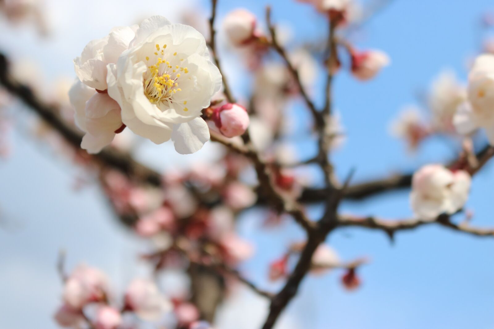 Canon EOS 750D (EOS Rebel T6i / EOS Kiss X8i) sample photo. Cherry blossom, flowers, spring photography