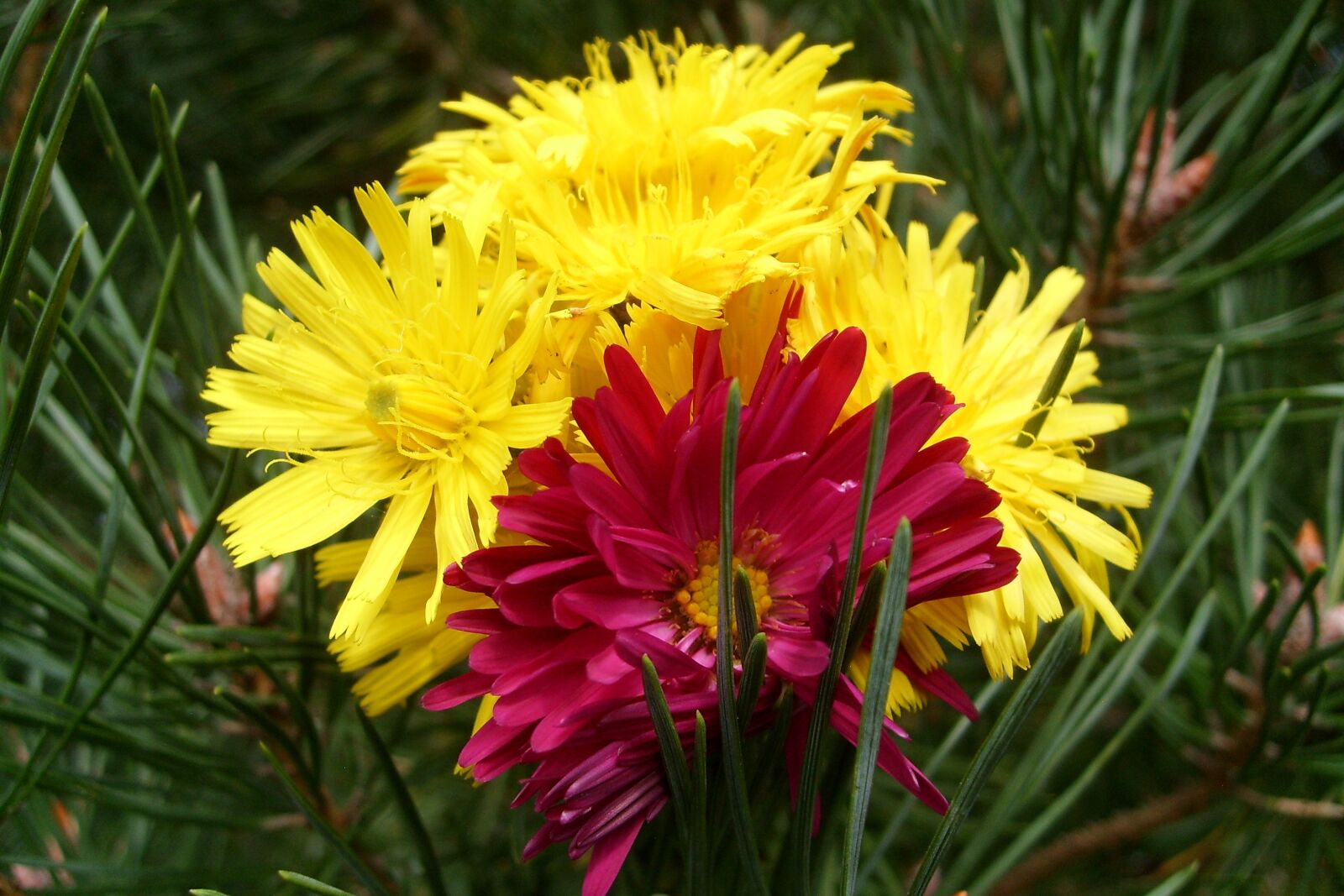Samsung KENOX S730  / Samsung S730 sample photo. Flowers, meadow, nature photography
