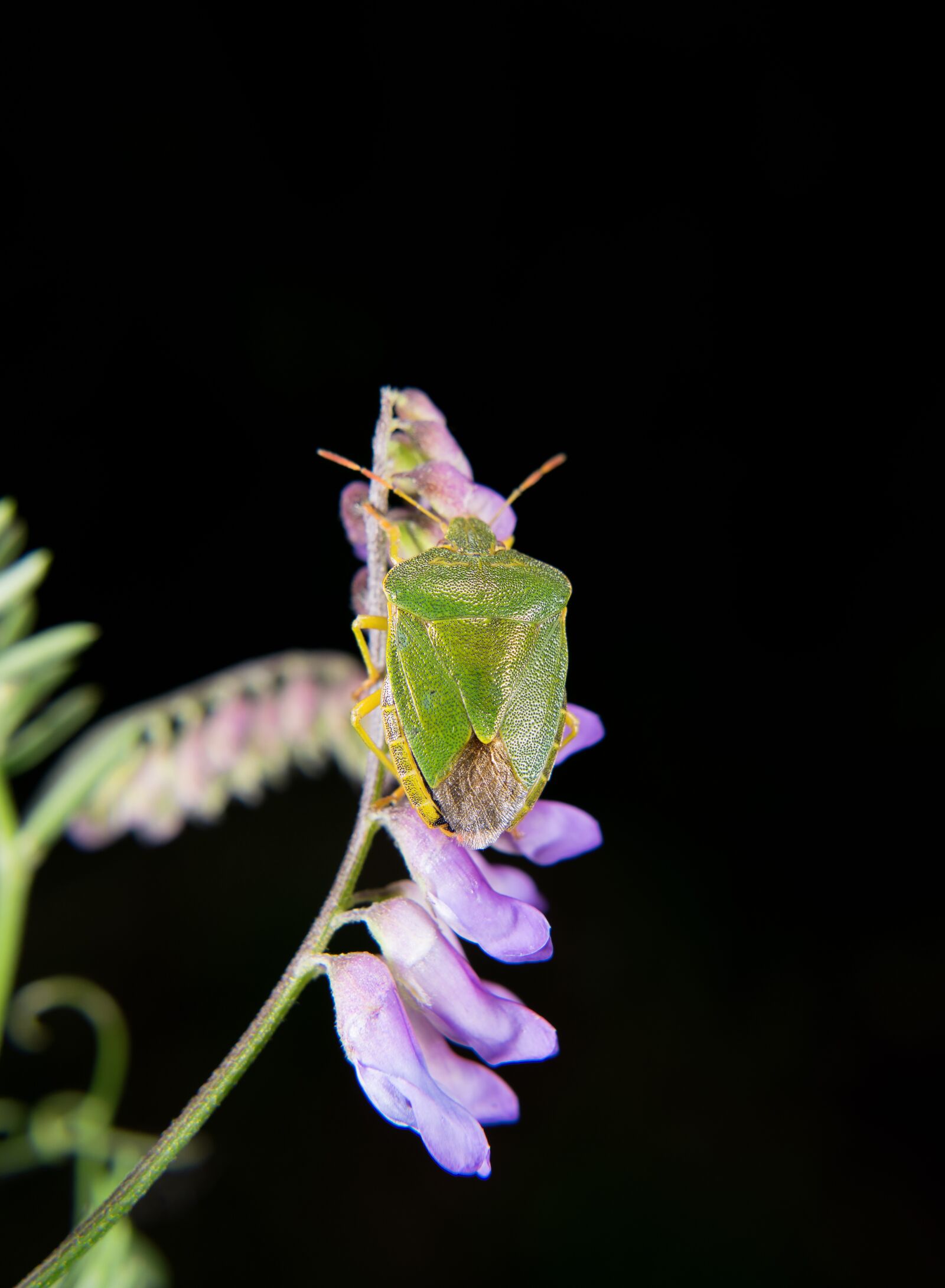 Nikon D850 sample photo. Green stinkwanze, macro, green photography