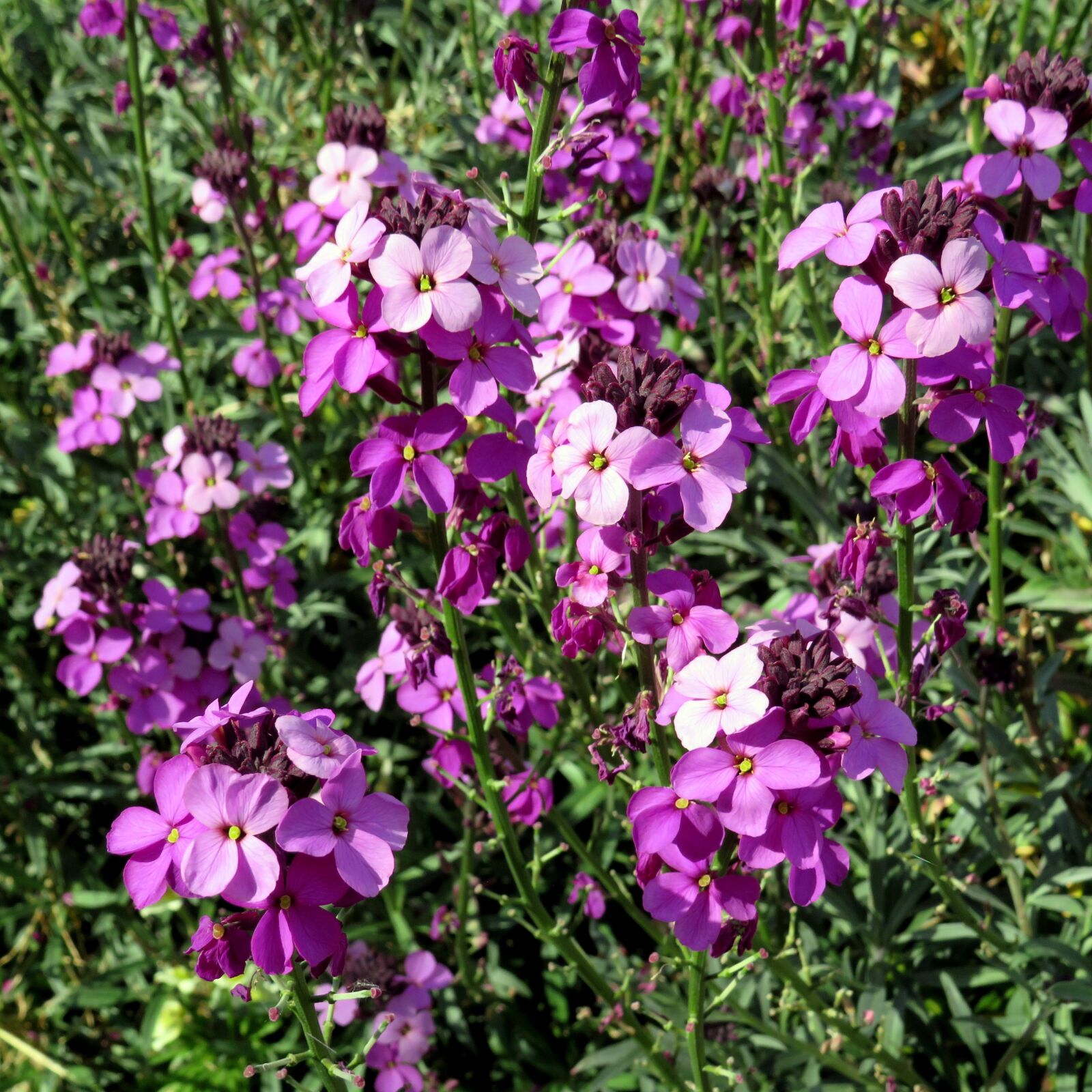 Canon PowerShot SX540 HS sample photo. Purple, flowers, small photography