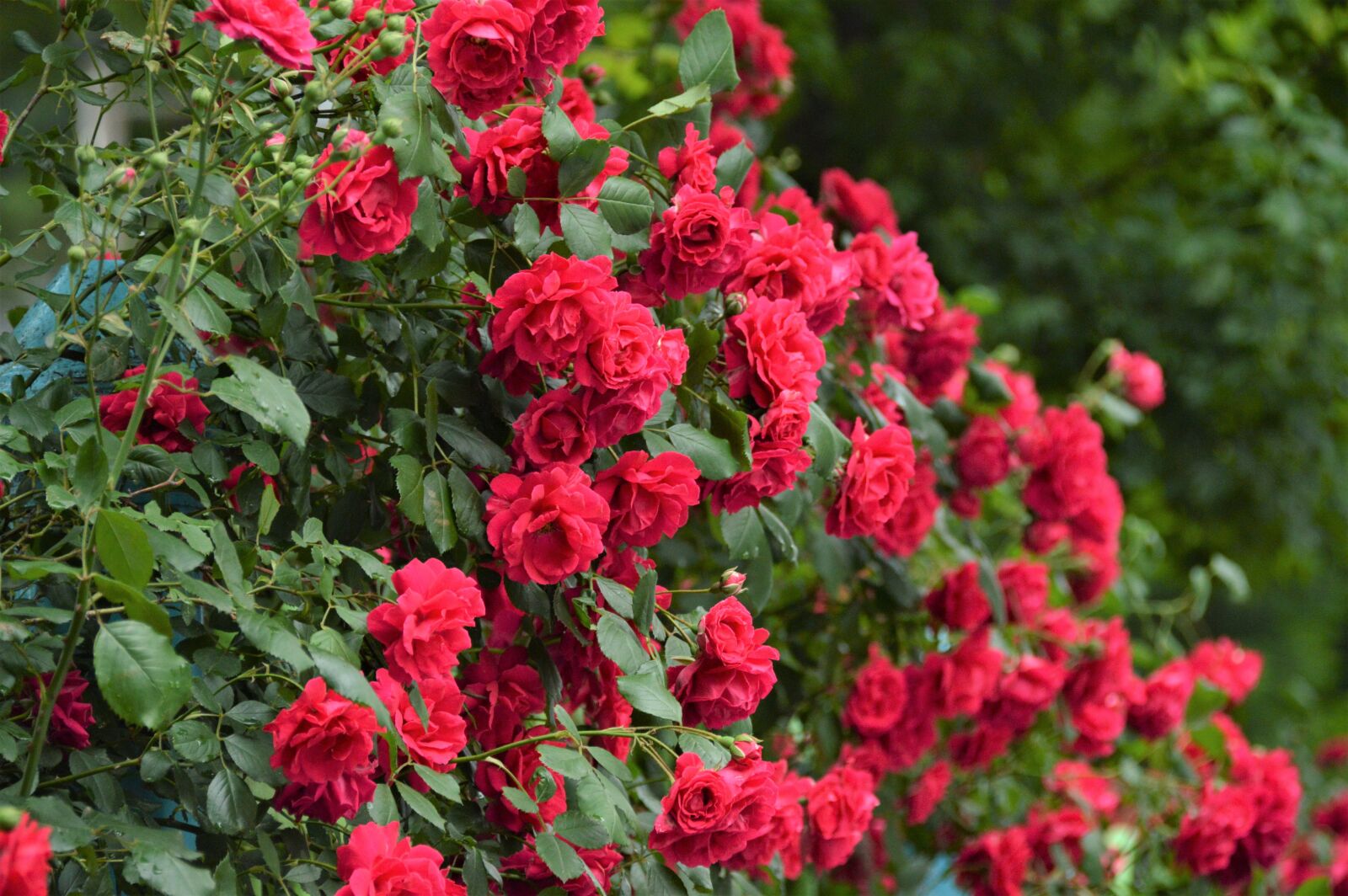 Nikon D3200 sample photo. Rose, flowers, beautiful photography