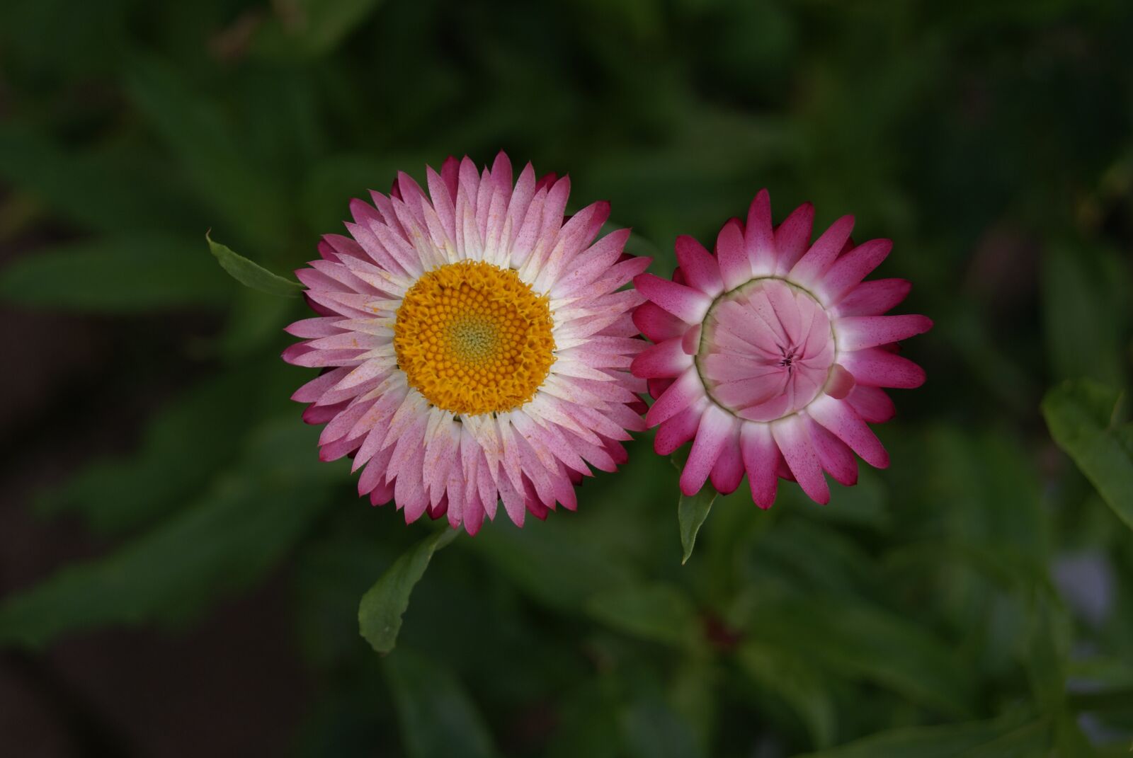Sony Alpha DSLR-A100 sample photo. Flower, plant, nature photography