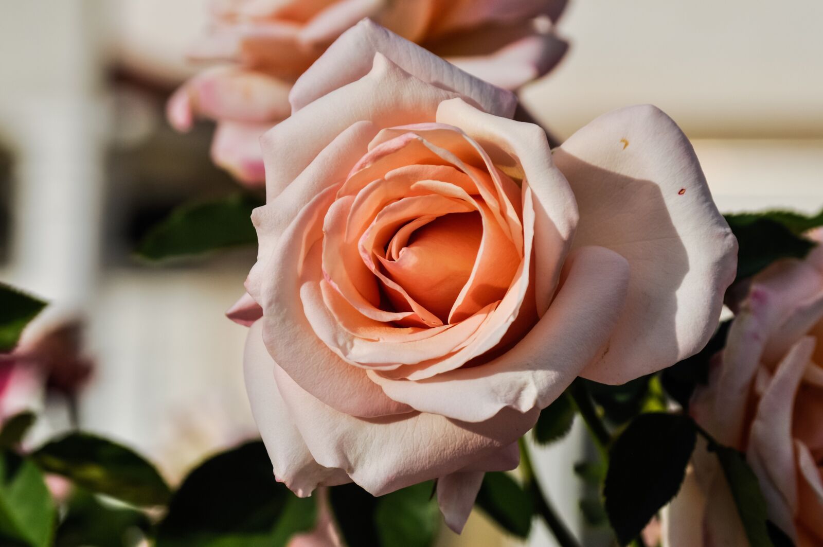 Nikon D90 sample photo. Roses, petals, pink photography