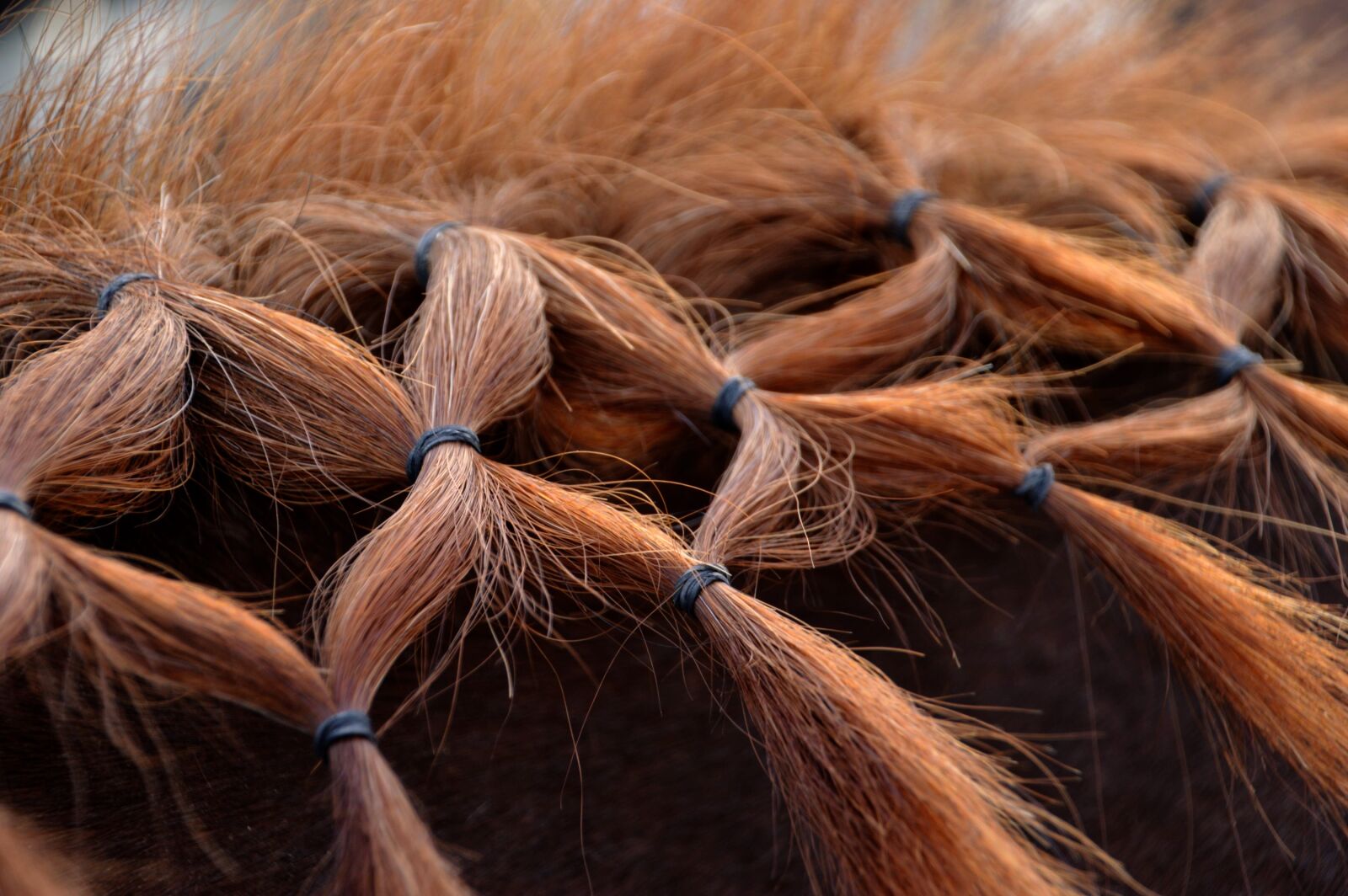 Nikon D3200 sample photo. Horse, mane, animals photography