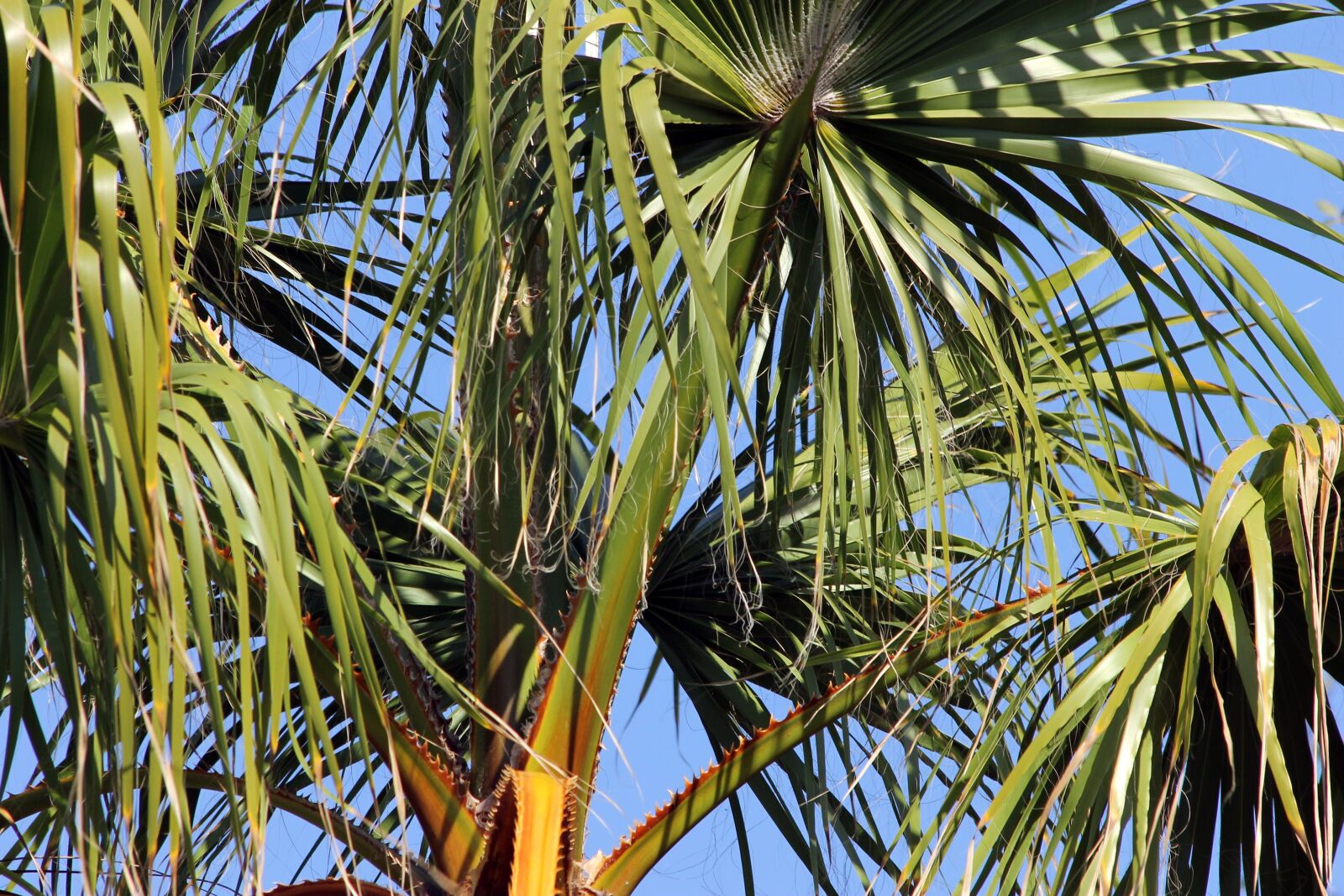 Canon EF 70-300mm F4-5.6 IS USM sample photo. Palm trees, palm leaves photography