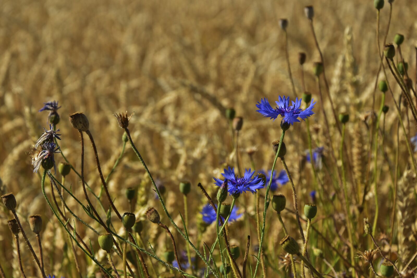Nikon D5600 sample photo. Cornflowers, zyane, wild flower photography
