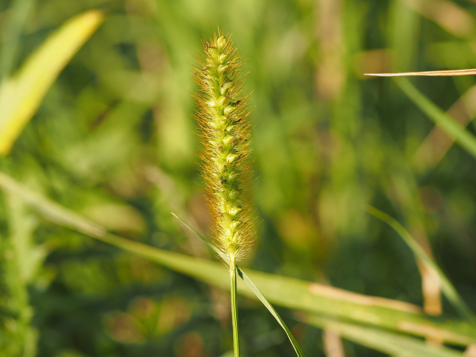 Olympus M.Zuiko Digital ED 60mm F2.8 Macro sample photo. Grass, wind, grasses photography