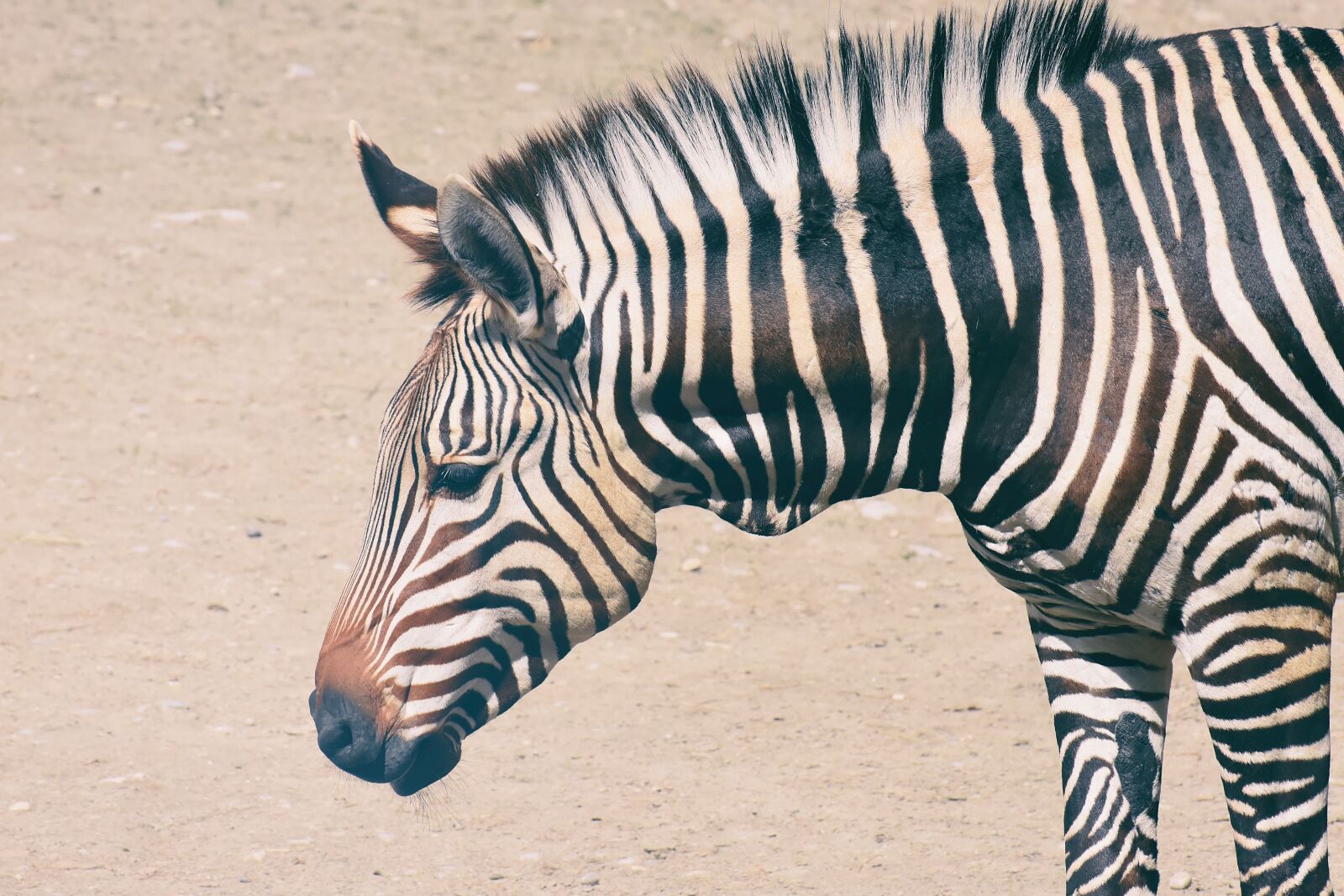 Nikon D7200 sample photo. Zebra, wild animal, zoo photography