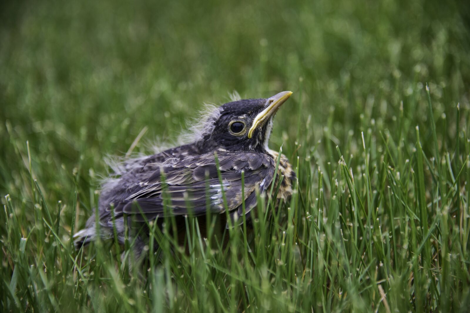Nikon D800 sample photo. Chick, new born, american photography