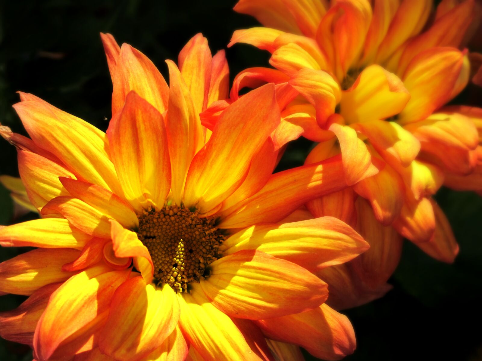 Canon PowerShot G12 sample photo. Mums, flowers, yellow photography