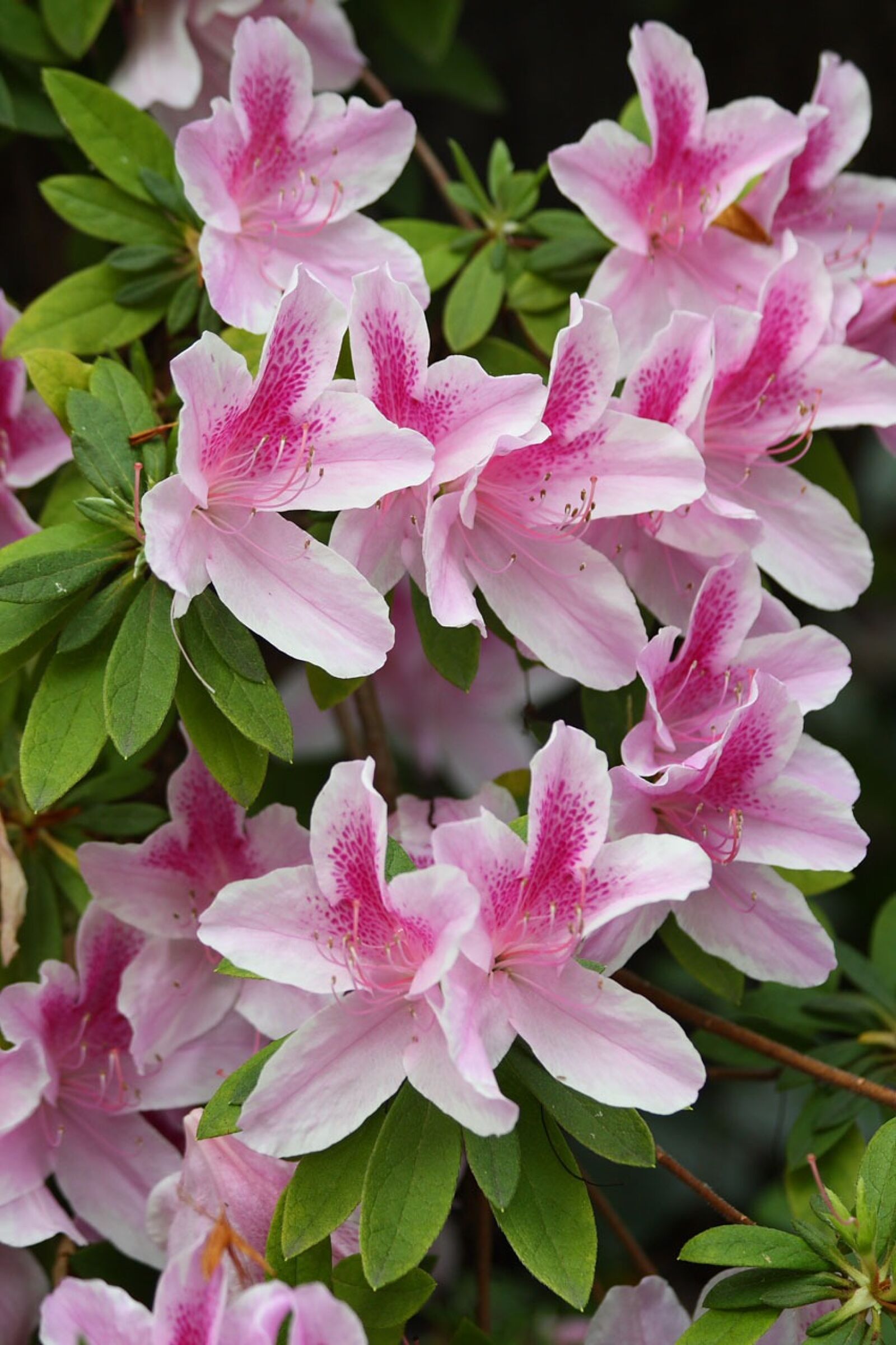 Canon EOS 450D (EOS Rebel XSi / EOS Kiss X2) sample photo. Azalea, rhododendron, flower photography