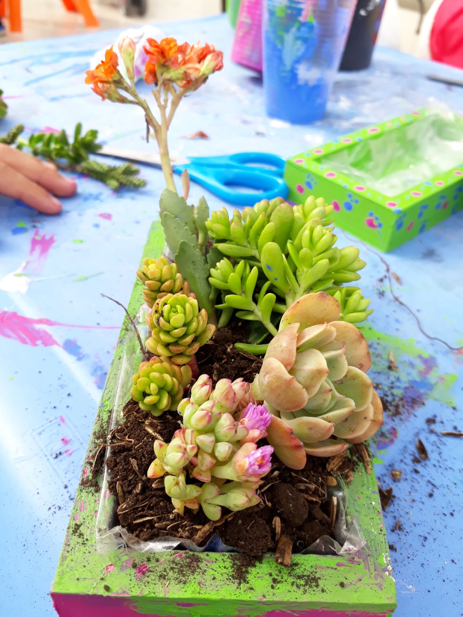 Samsung Galaxy J5 Prime sample photo. Succulent, mini gardens, gardening photography