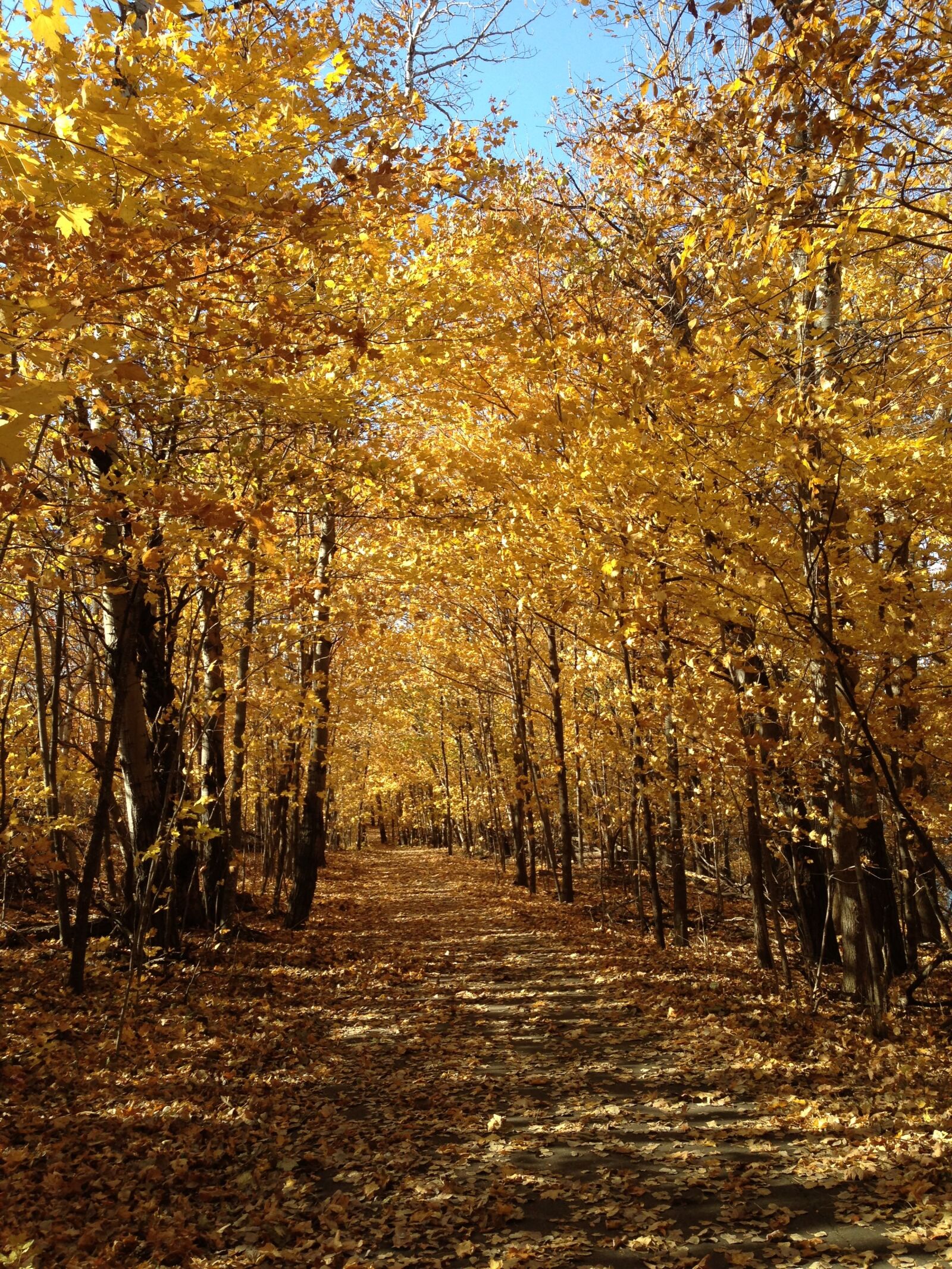 iPhone 5 back camera 4.12mm f/2.4 sample photo. Autumn, fall, minneapolis photography