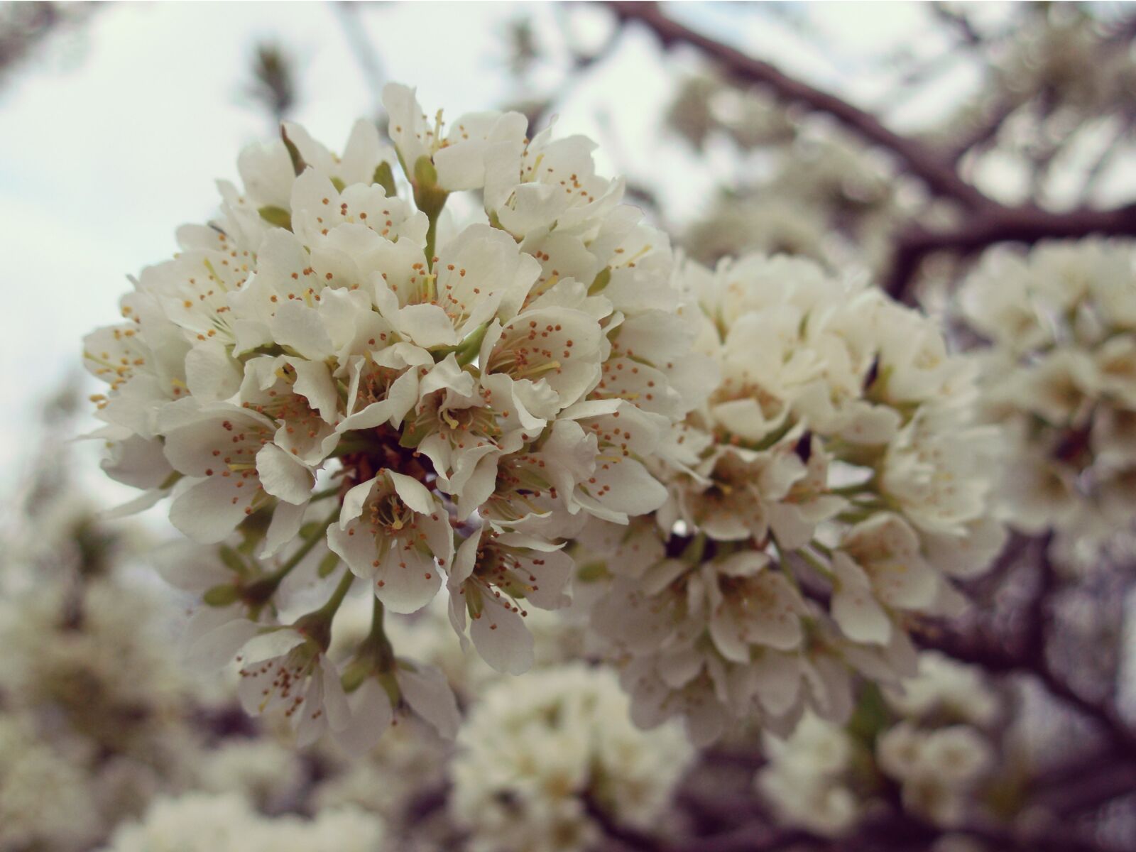 Olympus FE300,X830 sample photo. Nature, flower, spring photography