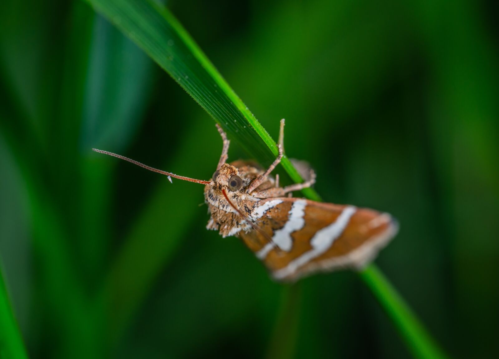 Sony a7R II sample photo. Macro, moth, blade of photography