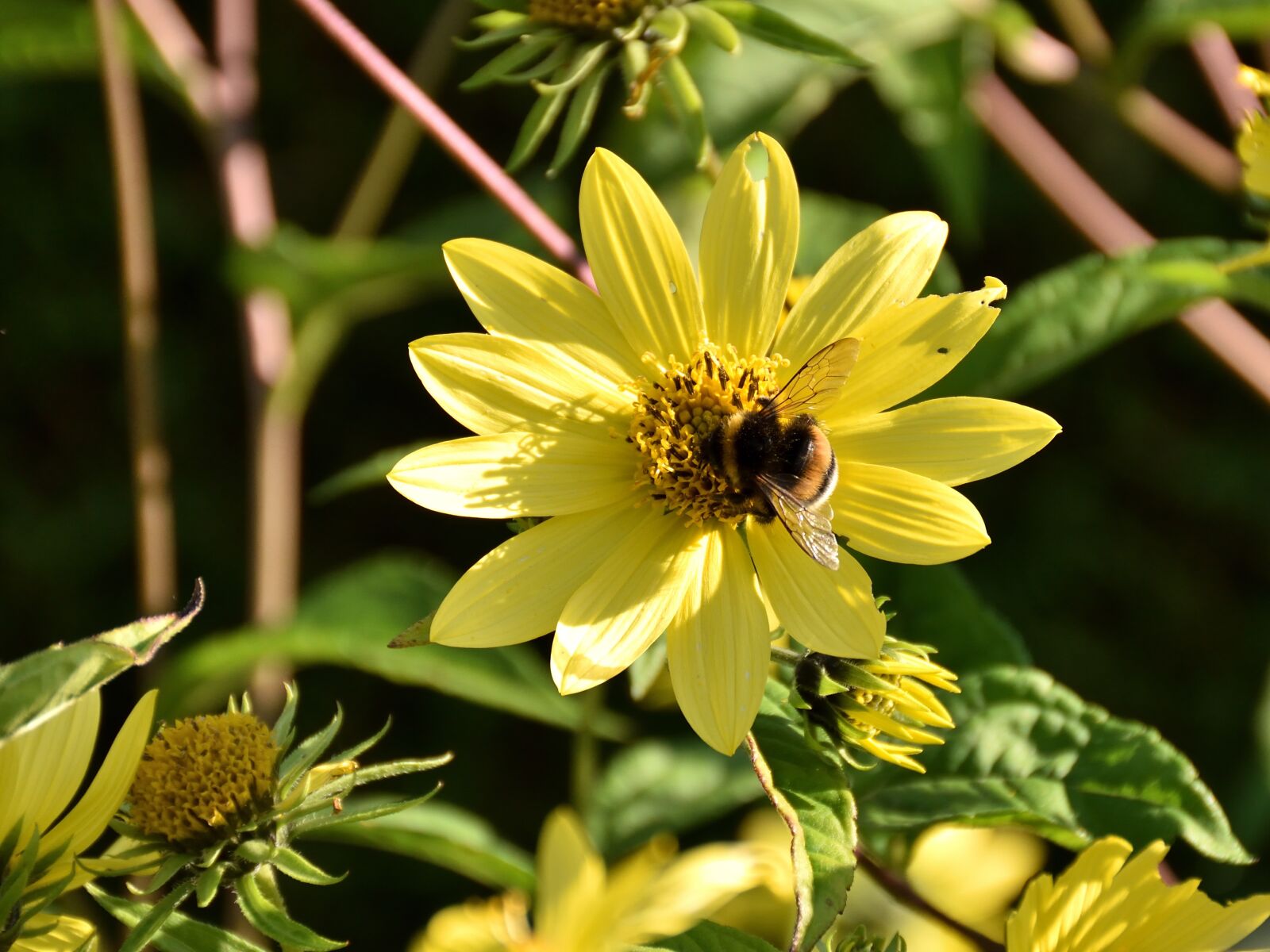 Nikon D5500 sample photo. Bee, blossom, bloom photography