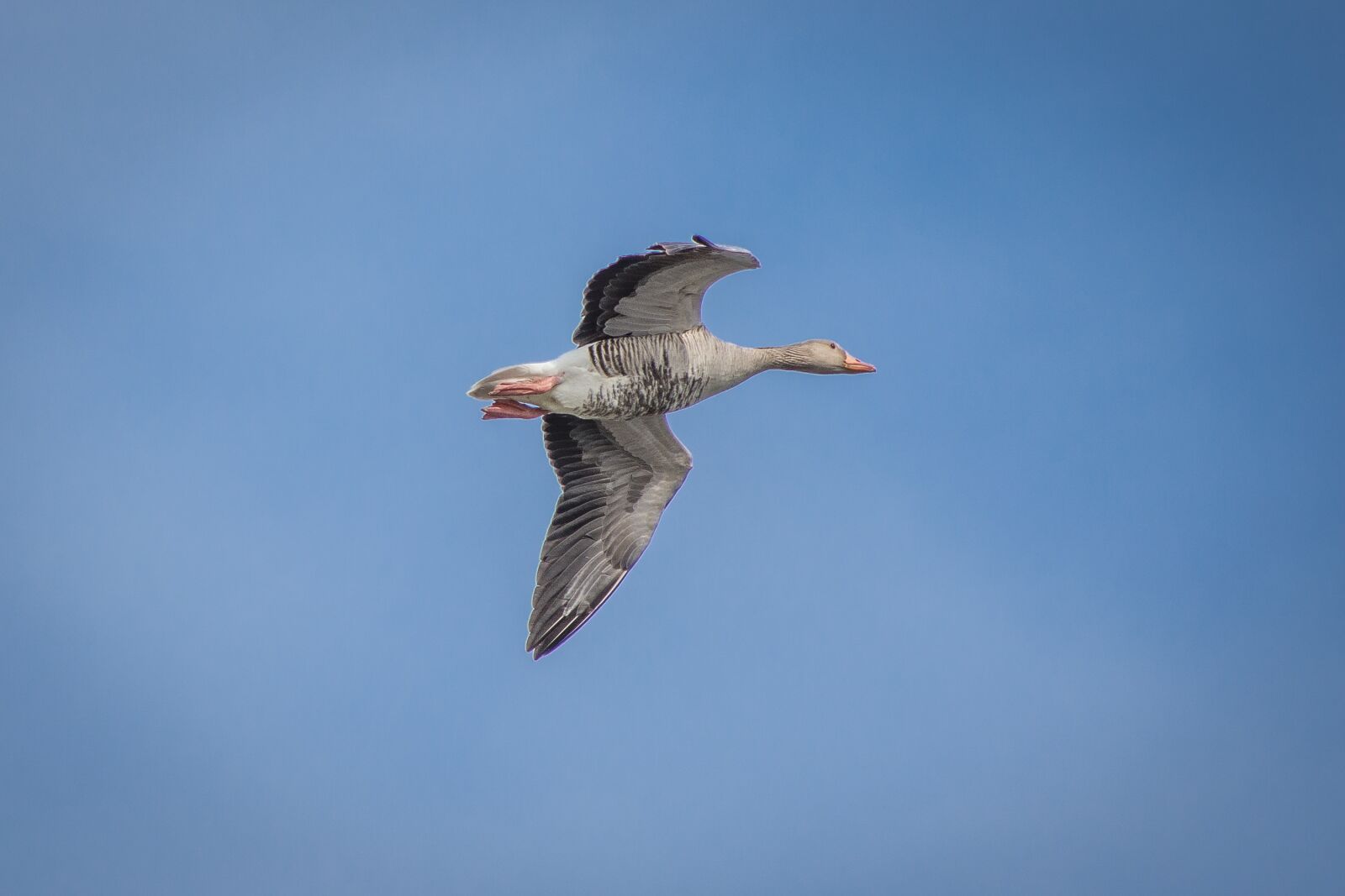 Nikon D7200 sample photo. Geese, greylag goose, creature photography