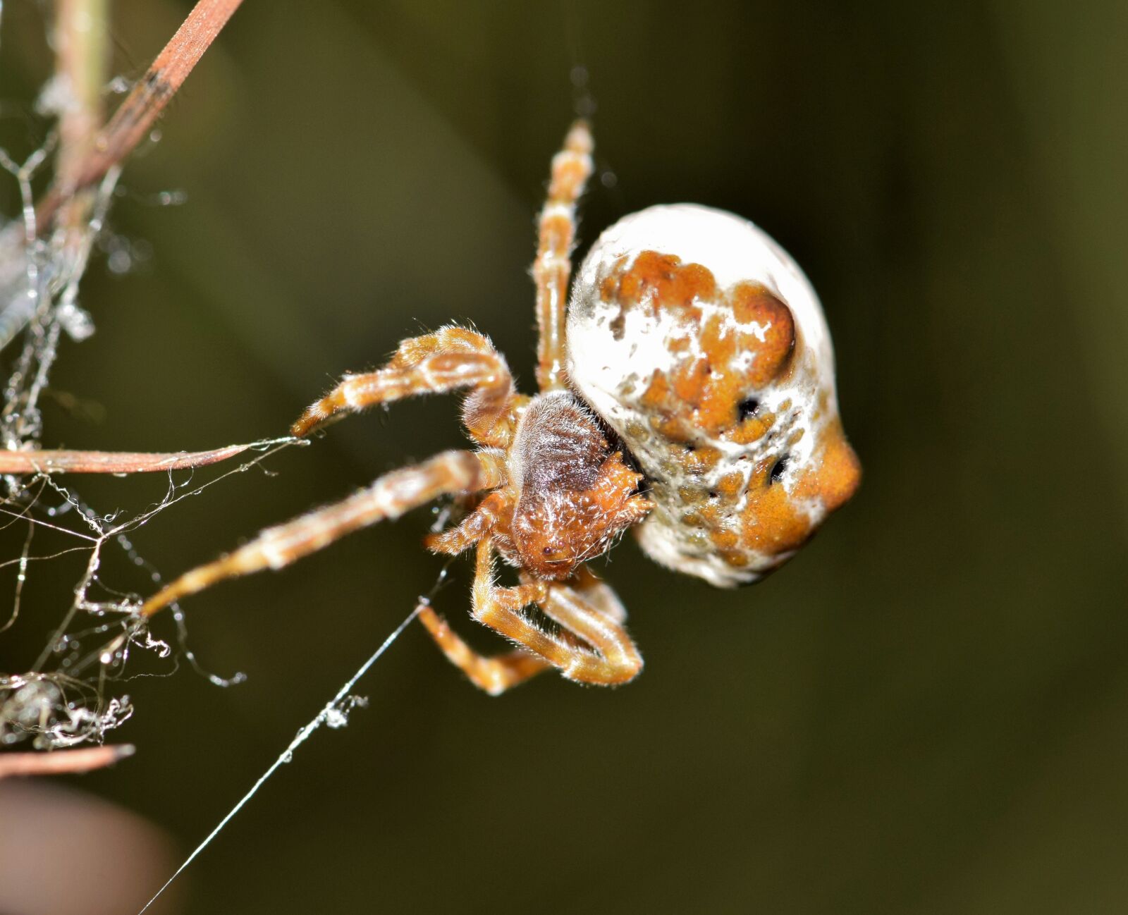 Nikon D5300 sample photo. Spider, bolas spider, web photography
