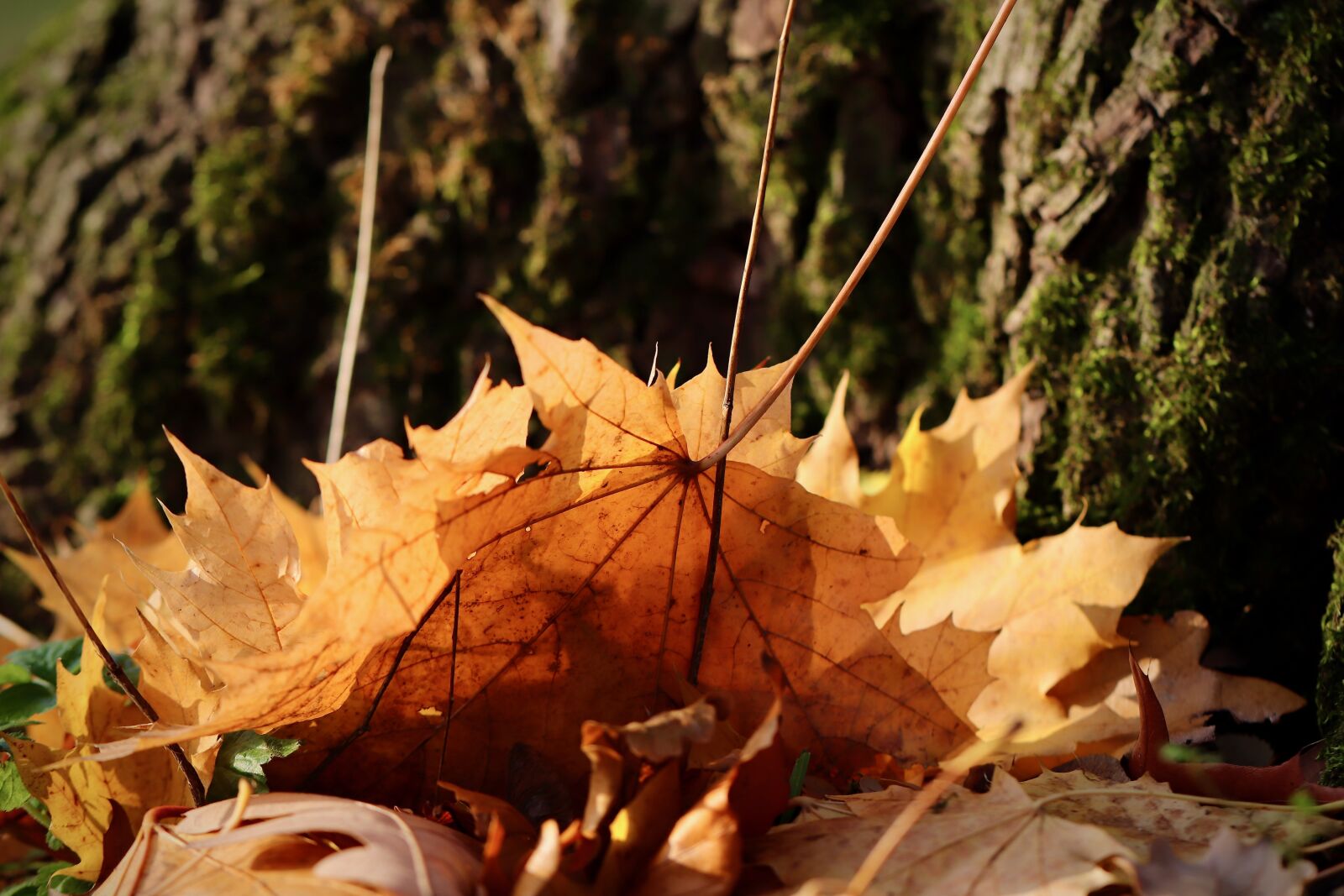 Canon EOS 800D (EOS Rebel T7i / EOS Kiss X9i) sample photo. Fall foliage, maple leaves photography