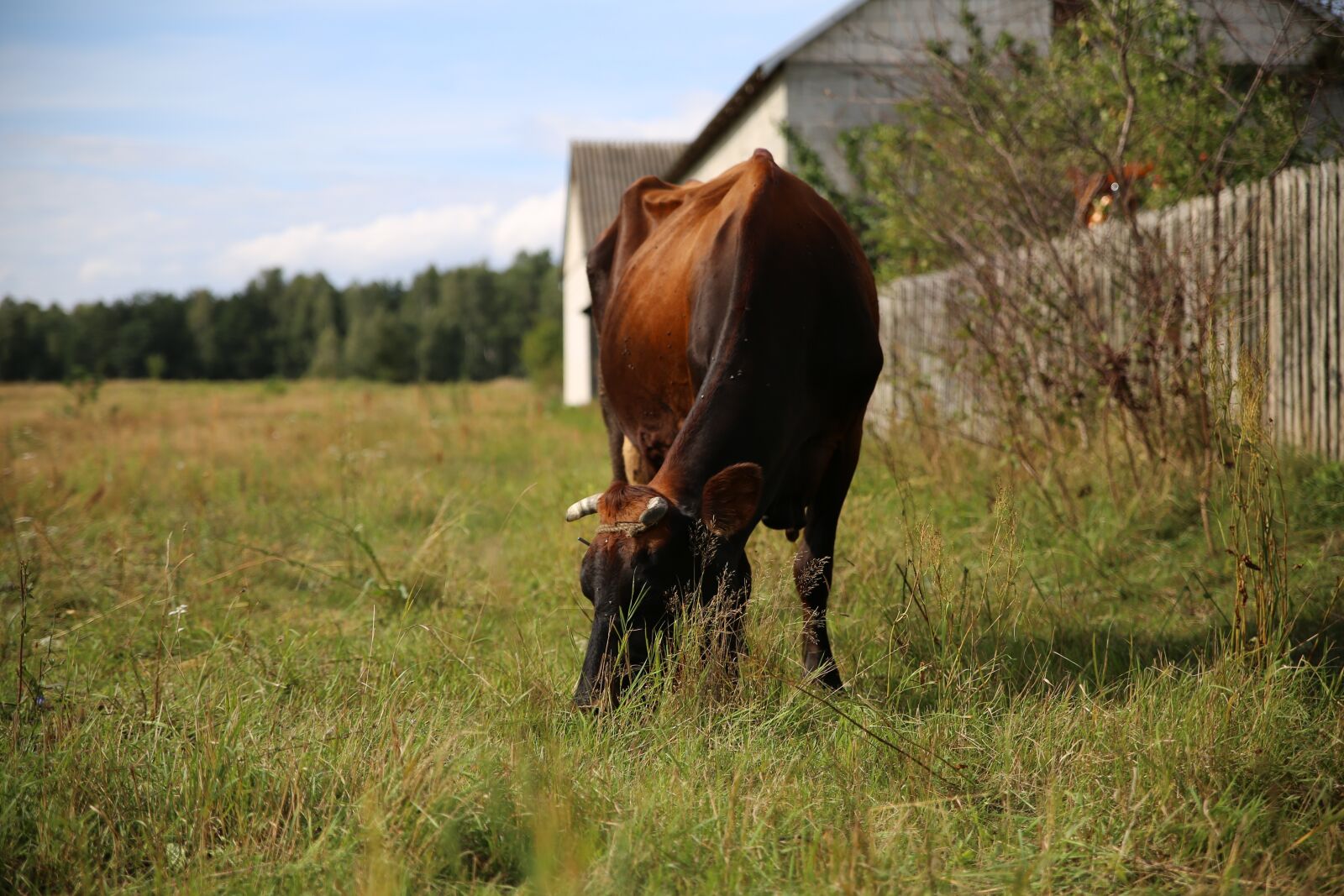 Canon EOS 6D sample photo. Cow, meadow, animal photography