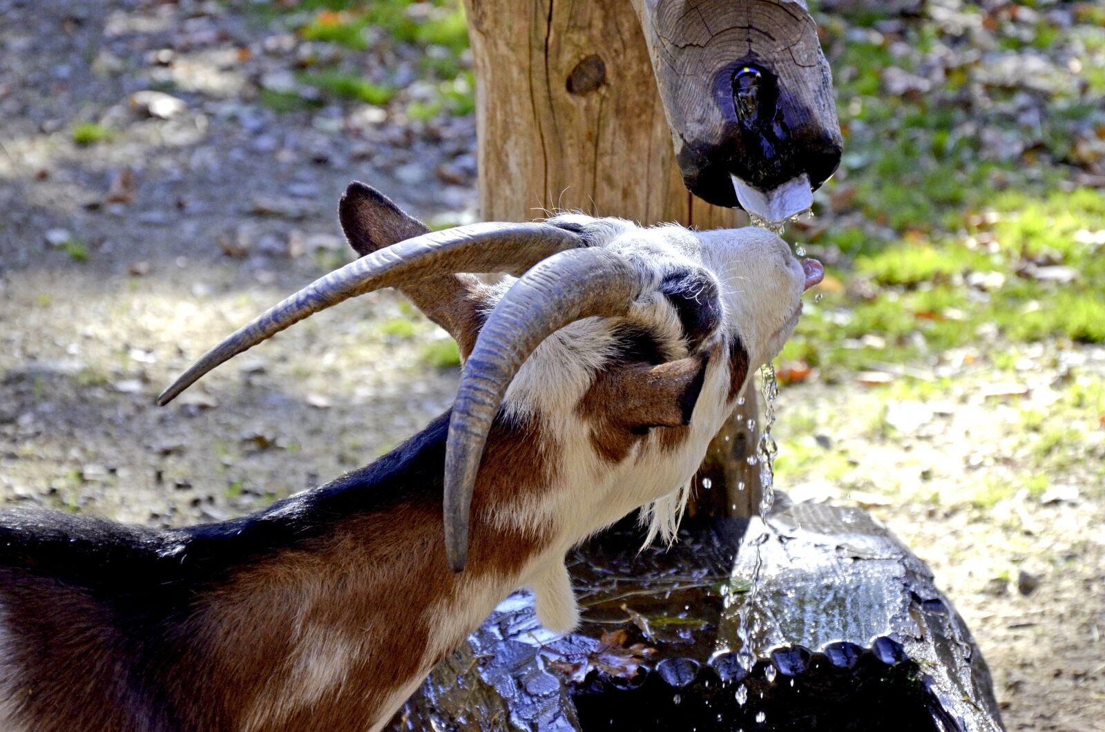 Nikon D5100 sample photo. Goats, livestock, farm photography