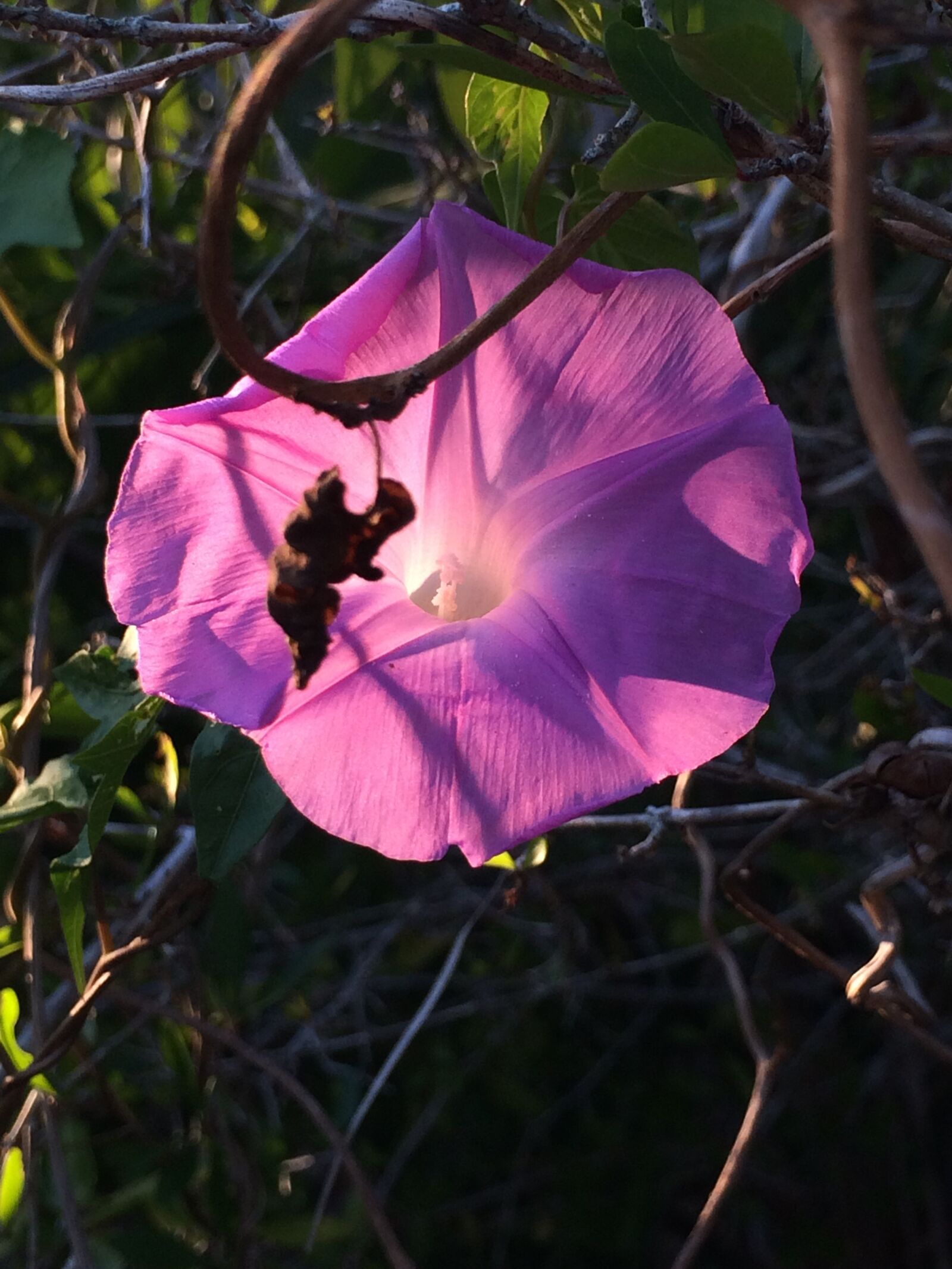 iPhone 5s back camera 4.15mm f/2.2 sample photo. Flower, nature, flora photography