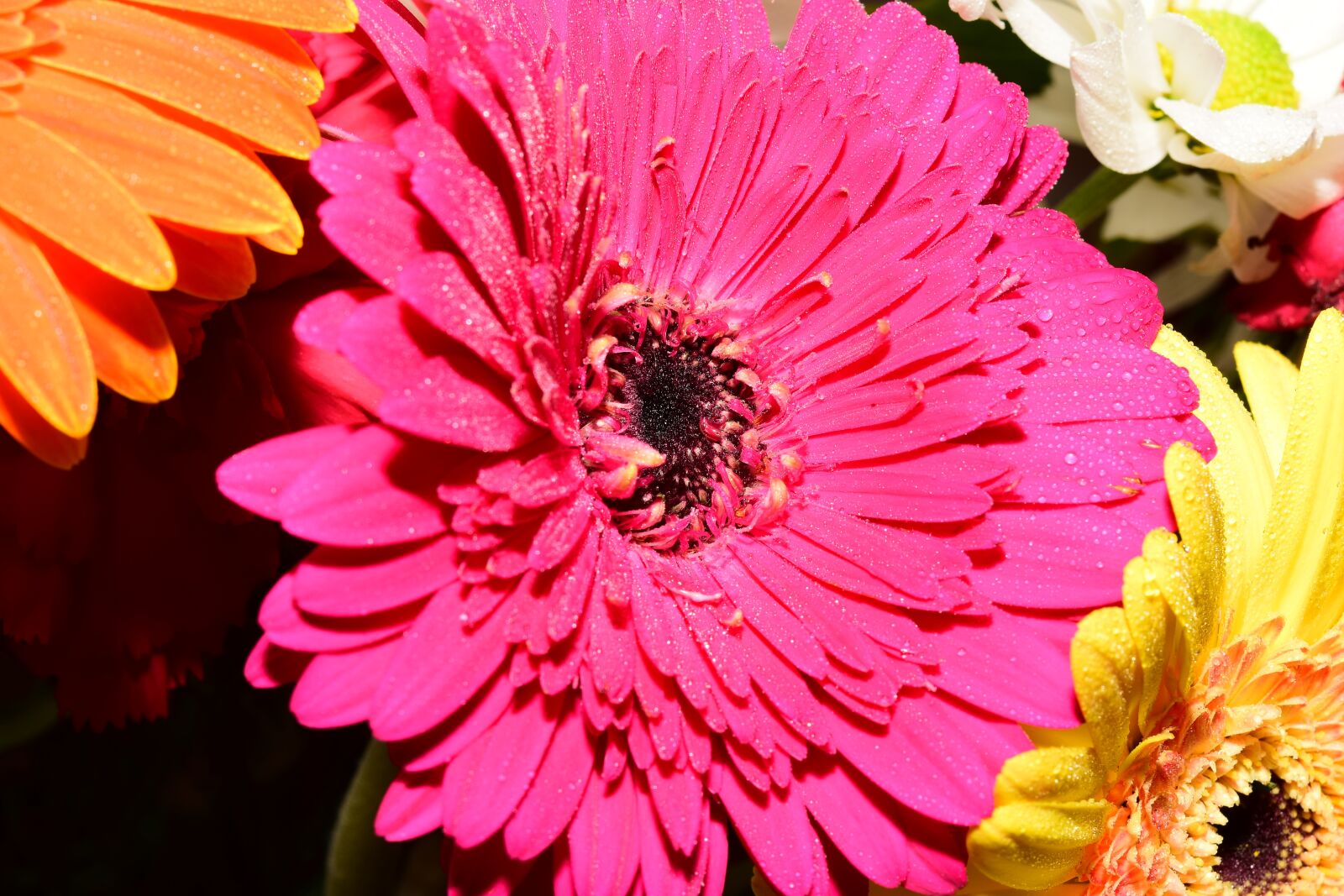 Nikon D5300 sample photo. Gerbera, flower, rosa photography