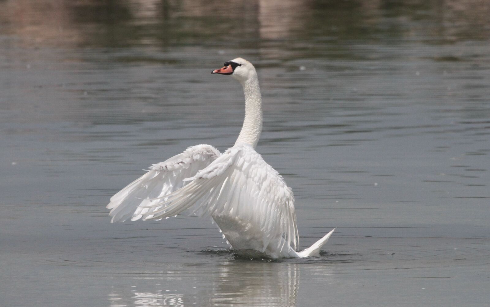 Canon EF 100-400mm F4.5-5.6L IS USM sample photo. Swan, water, white photography