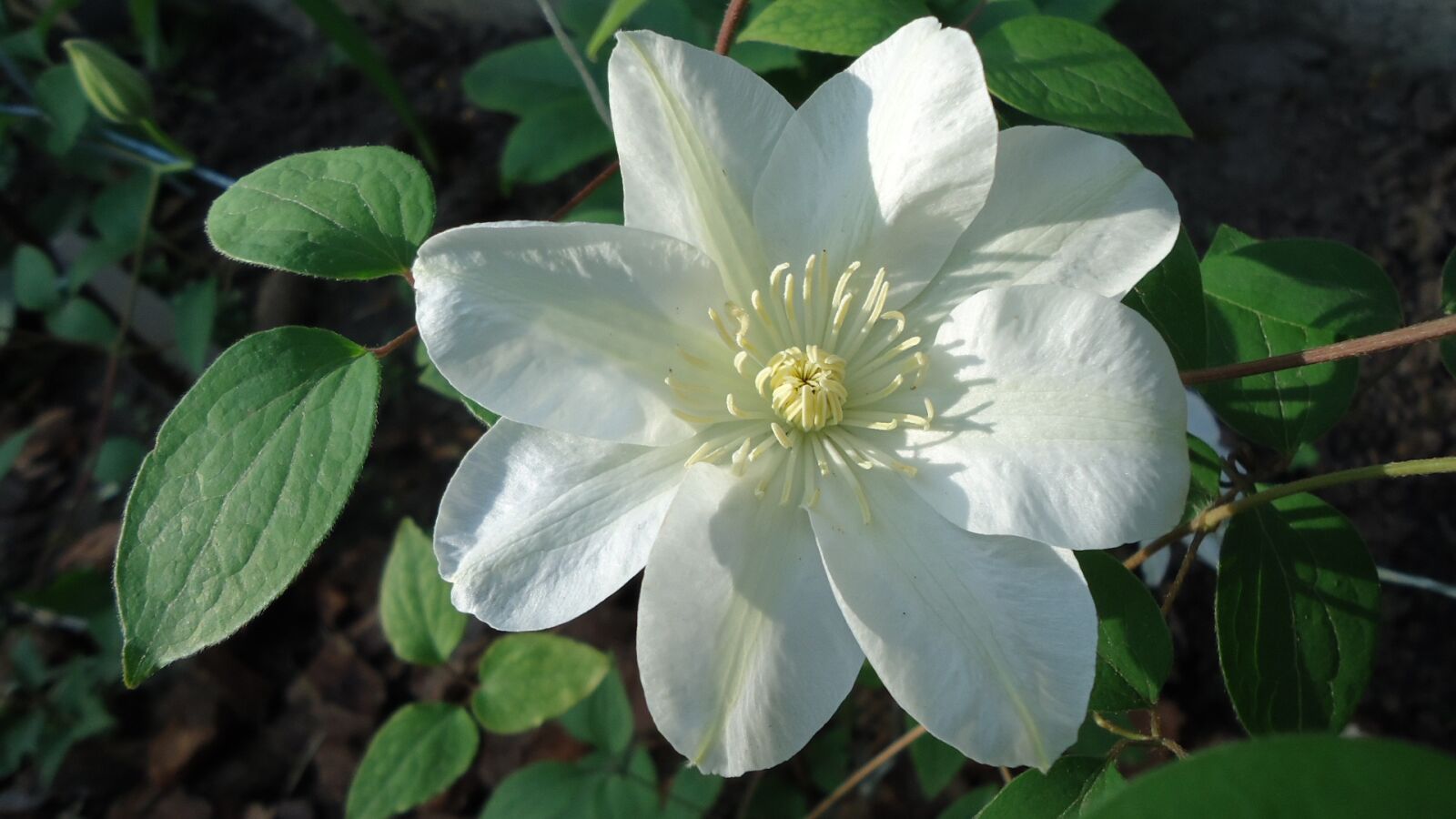 Sony Cyber-shot DSC-W530 sample photo. Clematis, guernsey, cream photography