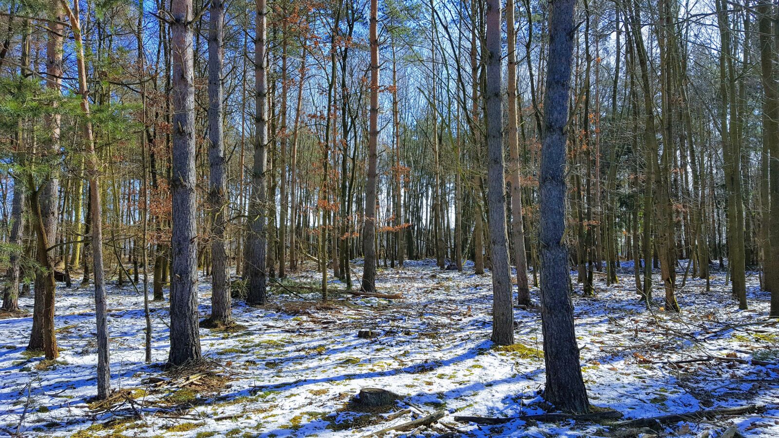 Samsung Galaxy S6 sample photo. Nature, wood, tree photography