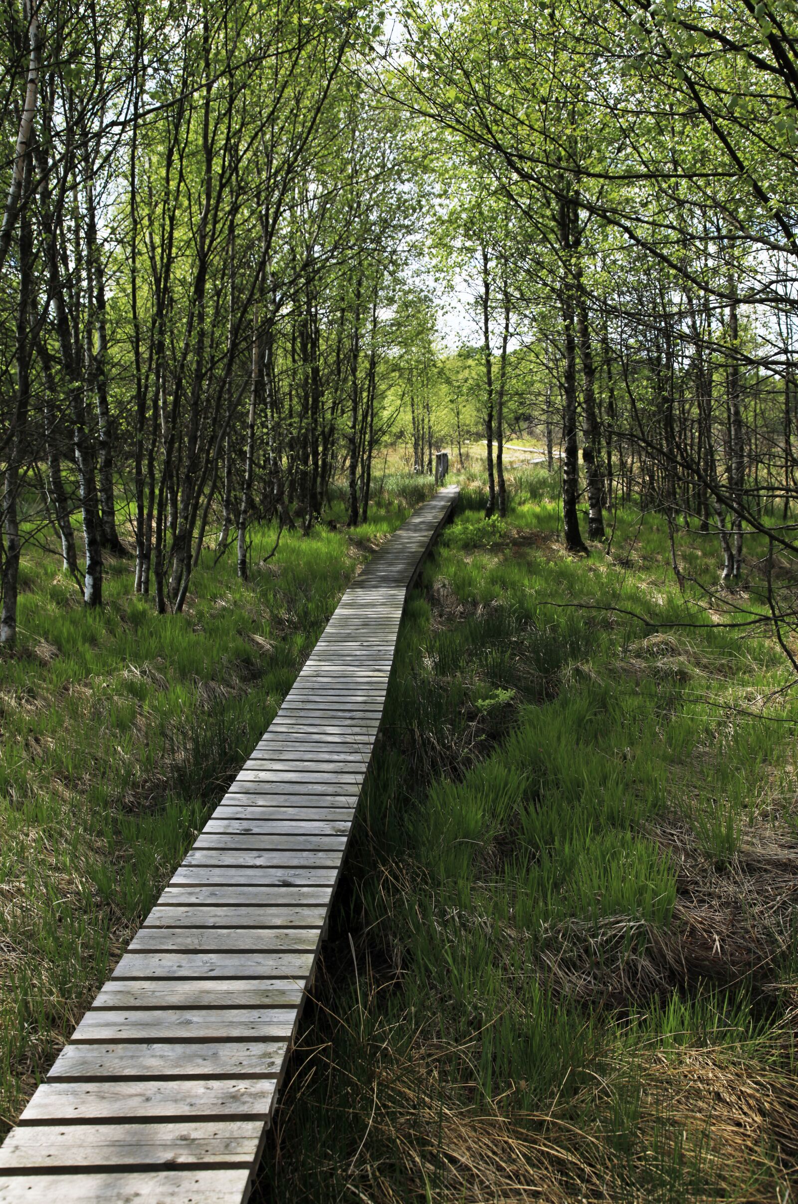 Canon EOS 5D Mark II sample photo. Wooden, boardwalk, path photography