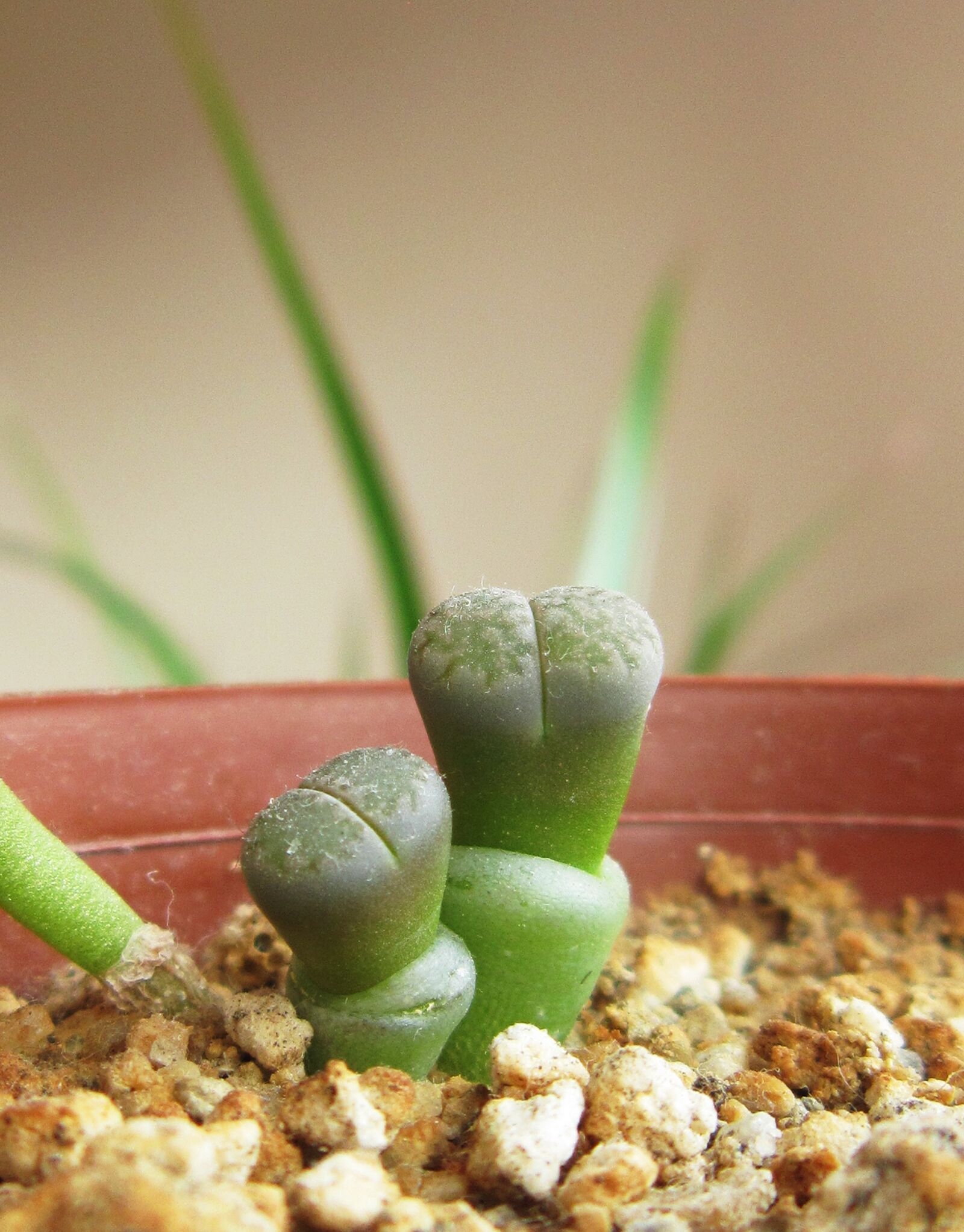Canon PowerShot A3300 IS sample photo. Lithops, small lithops, living photography