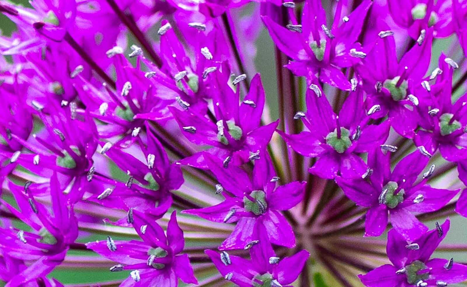 Nikon D7100 sample photo. Flower, garden, purple photography