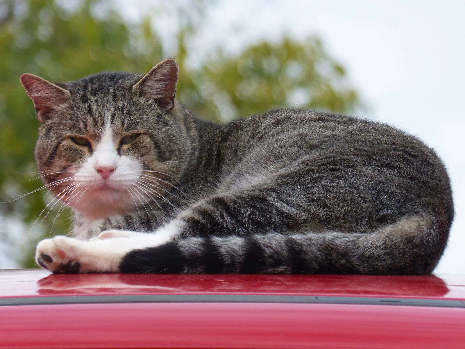 Panasonic DMC-FZ62 sample photo. Cat, male, feline photography