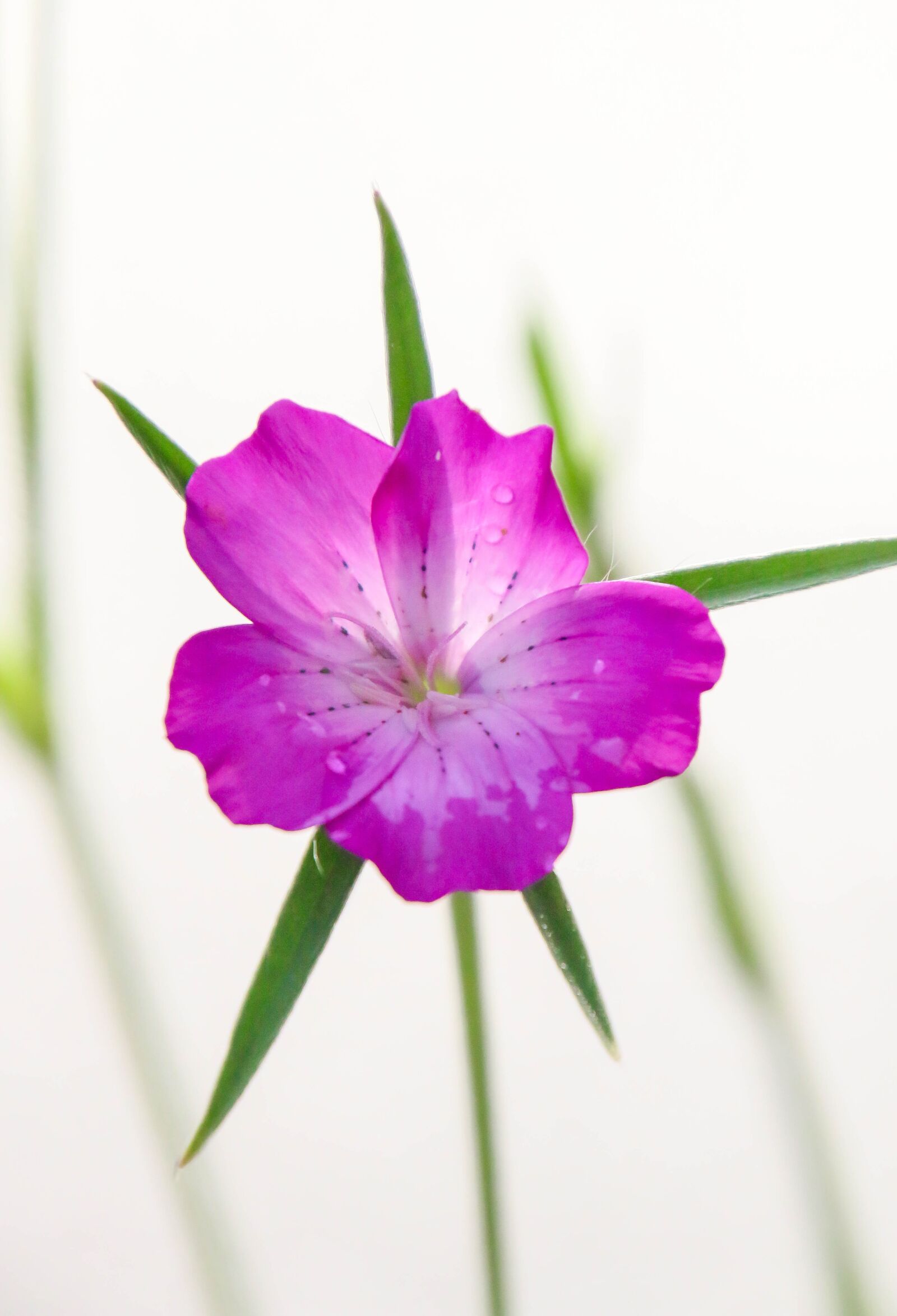Canon EOS 70D sample photo. Flower, star, violet photography