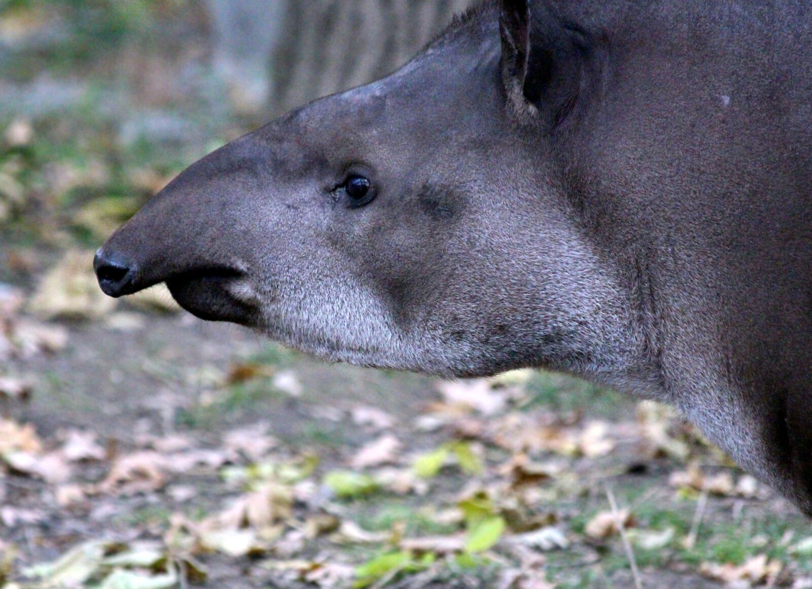 Canon EF 70-300mm F4-5.6 IS USM sample photo. Lowland tapir, tapirus terrestris photography