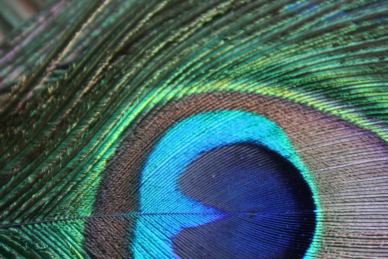 Canon EOS 350D (EOS Digital Rebel XT / EOS Kiss Digital N) sample photo. Bird feather, feather, peacock photography