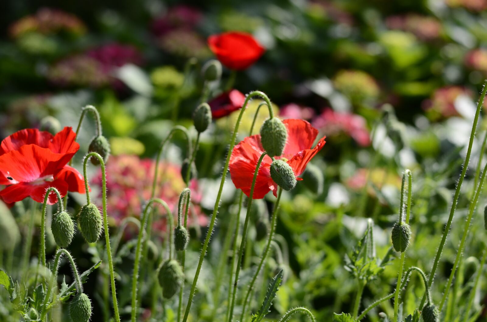 Nikon D5100 sample photo. Flower, red flowers, plant photography