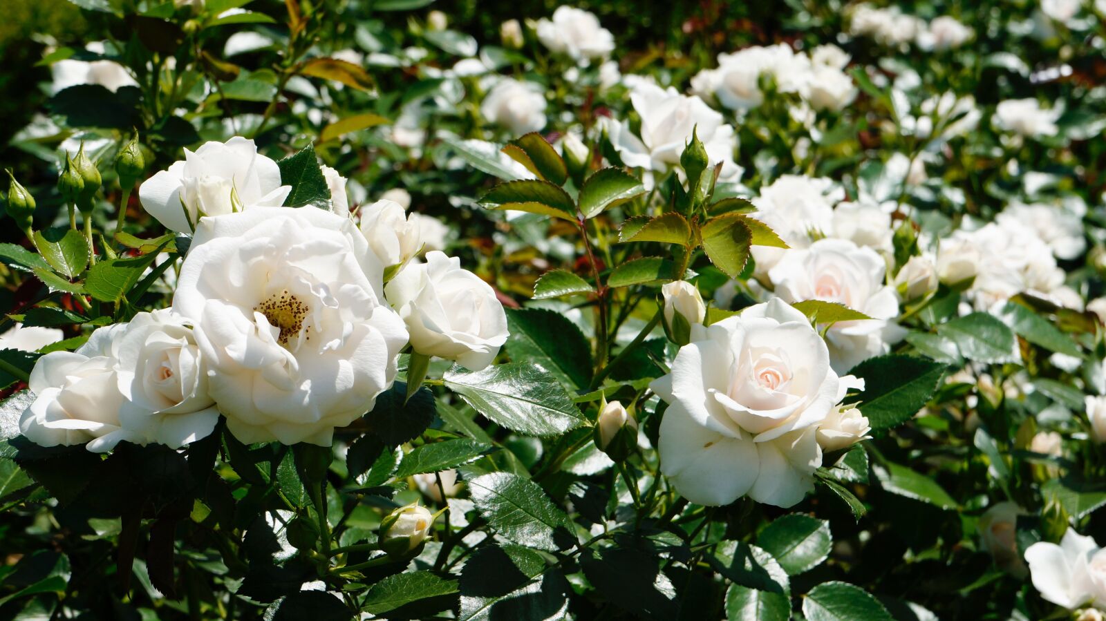 Sony Alpha NEX-5R + Sony E 18-55mm F3.5-5.6 OSS sample photo. Flowers, rose, nature photography