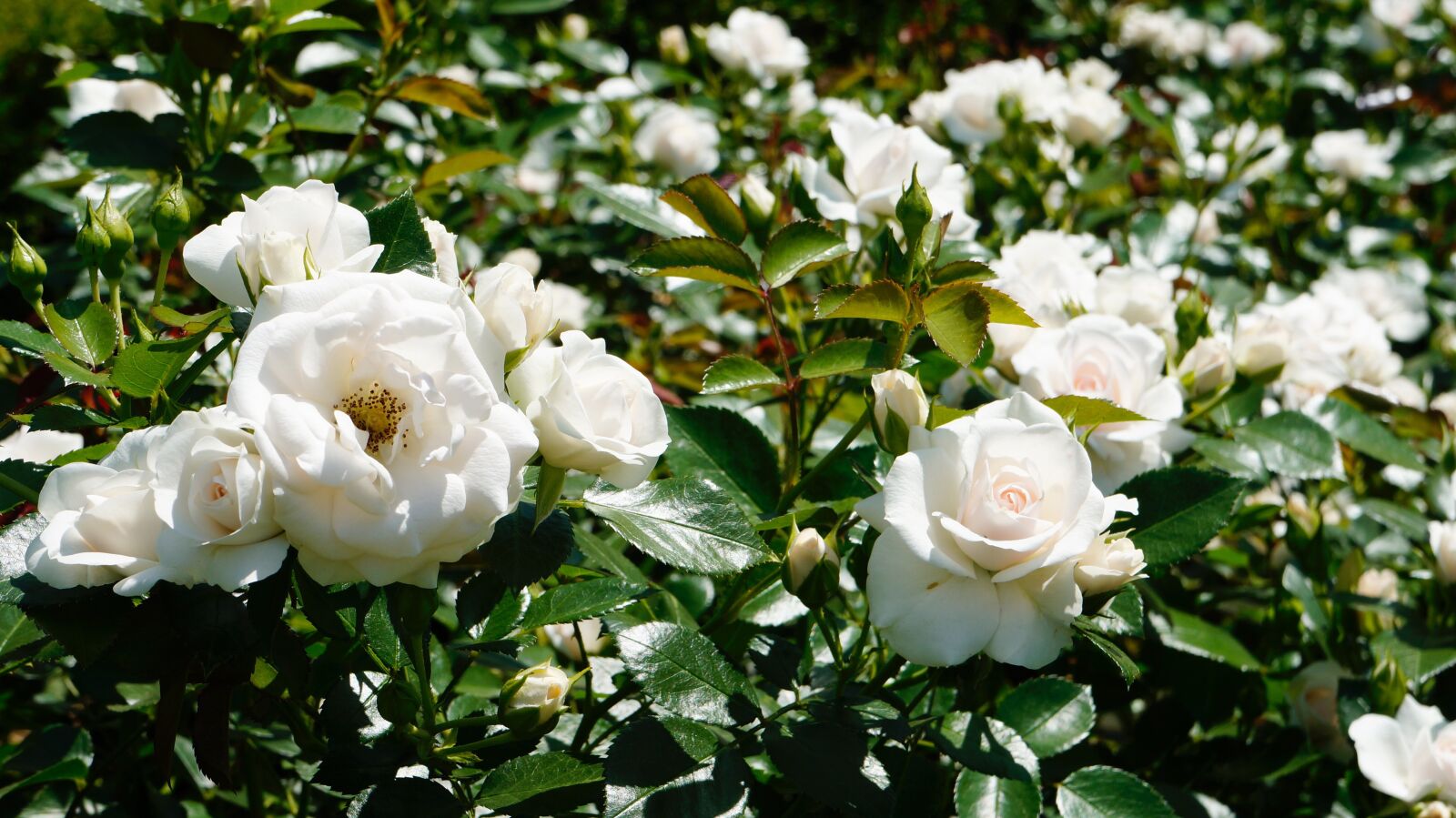 Sony Alpha NEX-5R sample photo. Flowers, rose, nature photography