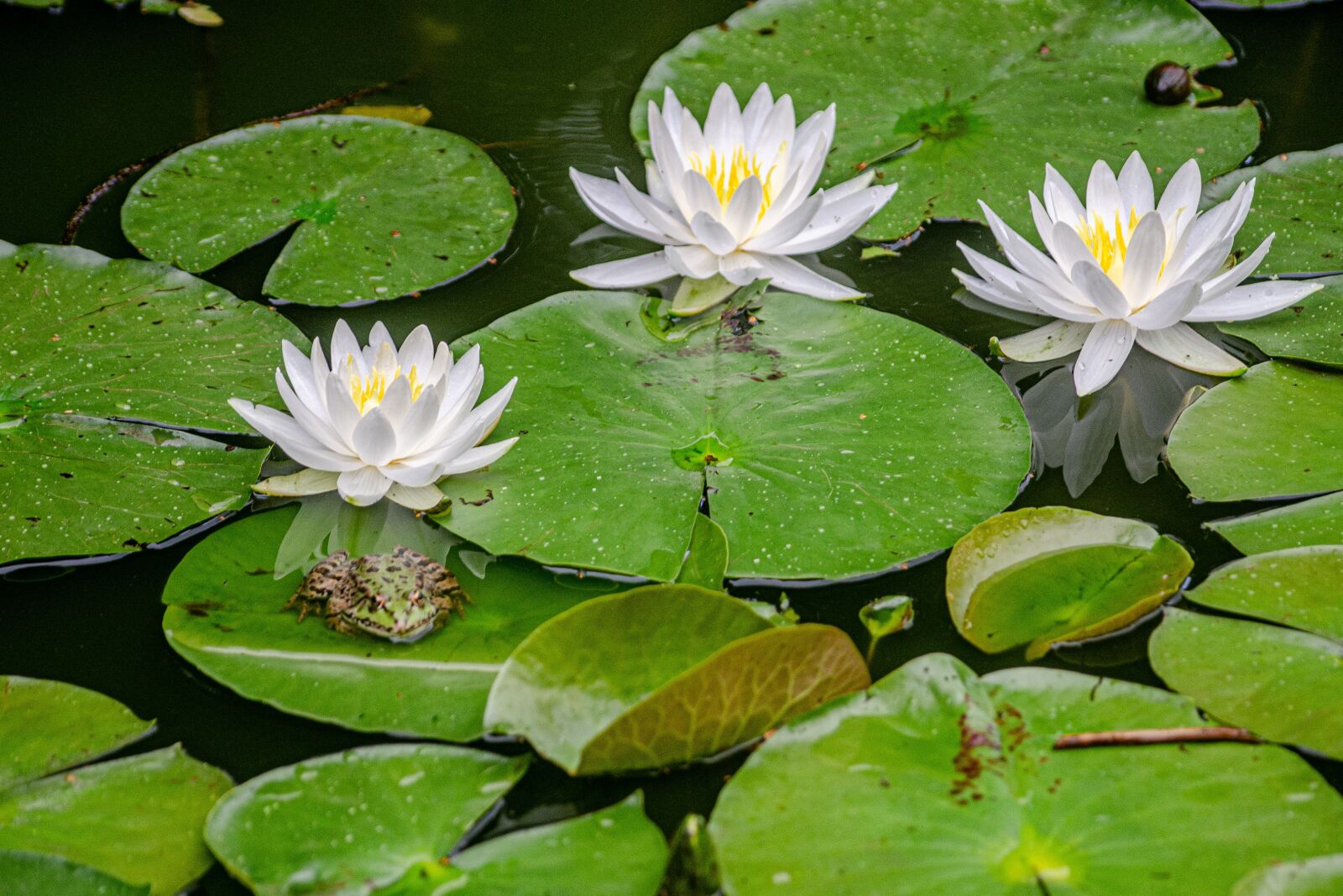 Nikon D7000 sample photo. Water lilies, flower, three photography