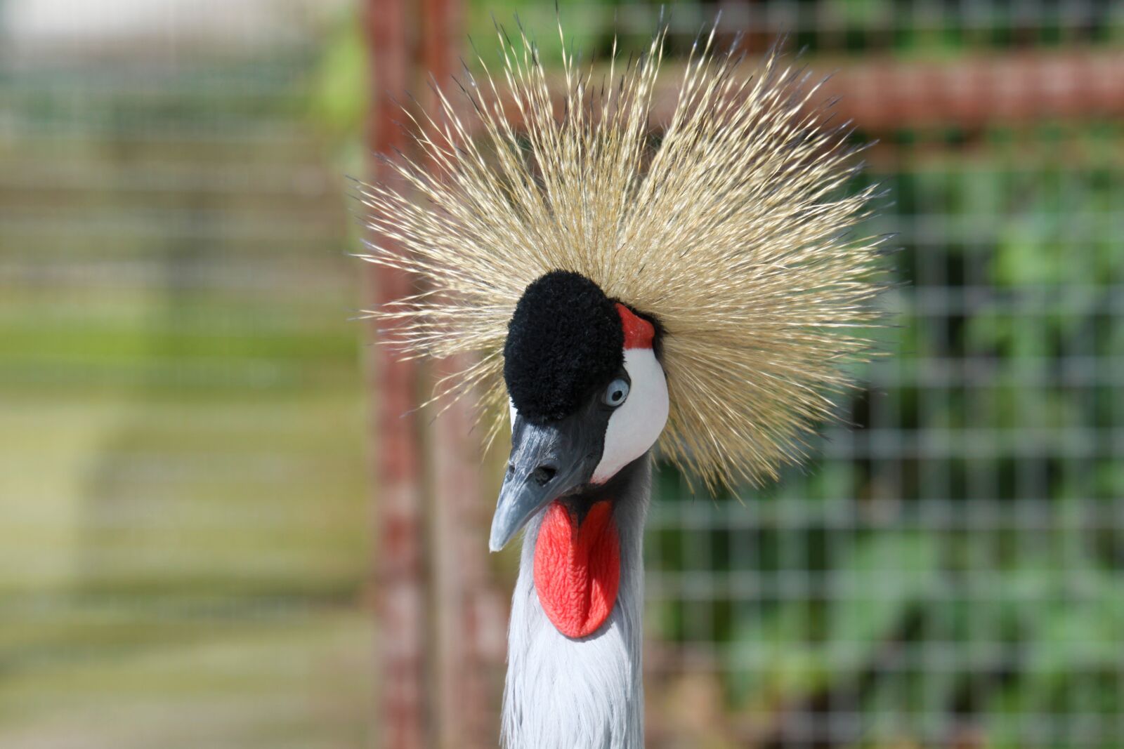 Canon EOS 50D sample photo. Grey crowned crane, crane photography
