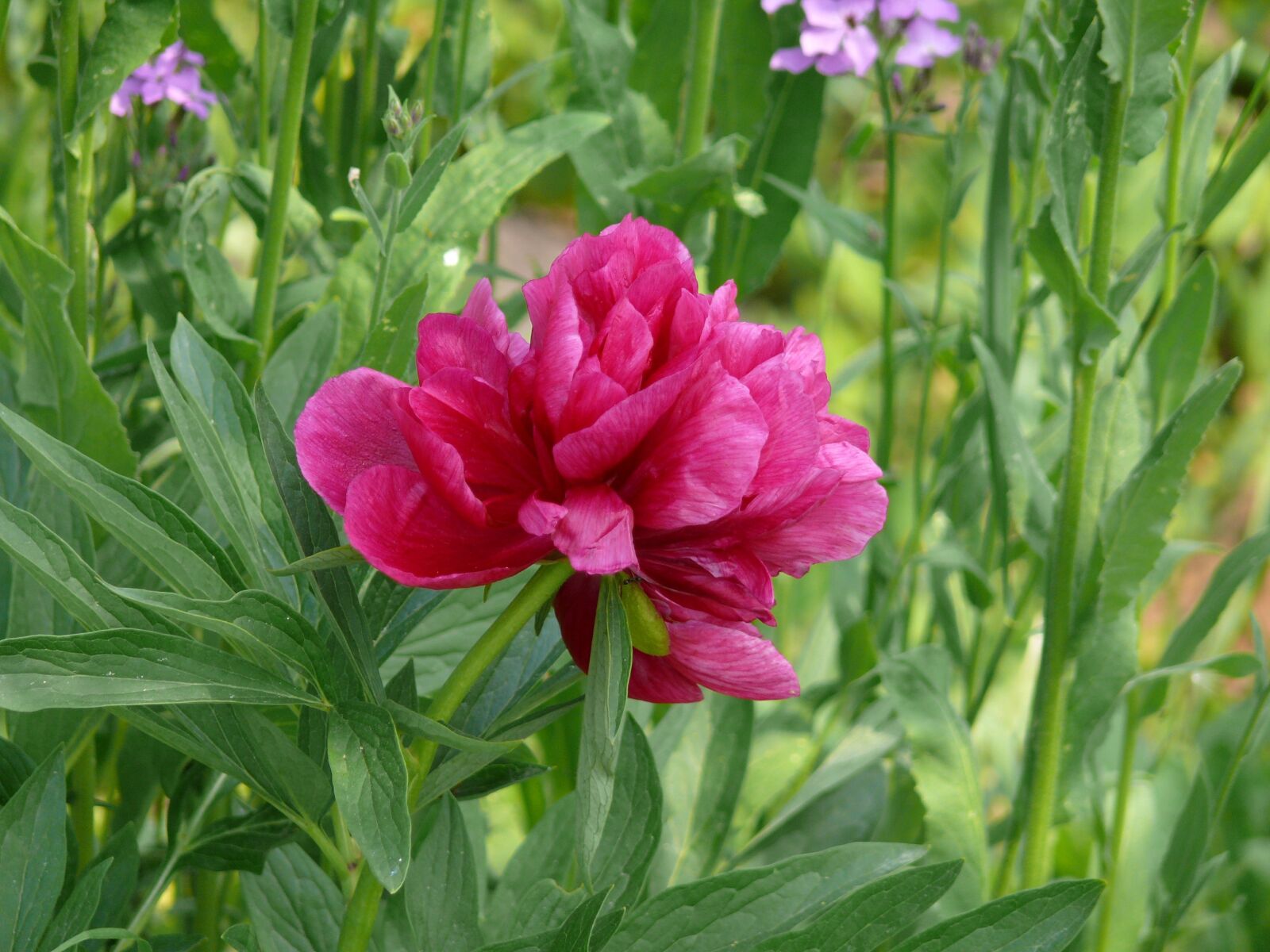 Panasonic DMC-FZ50 sample photo. Dacha, flowers, nature photography