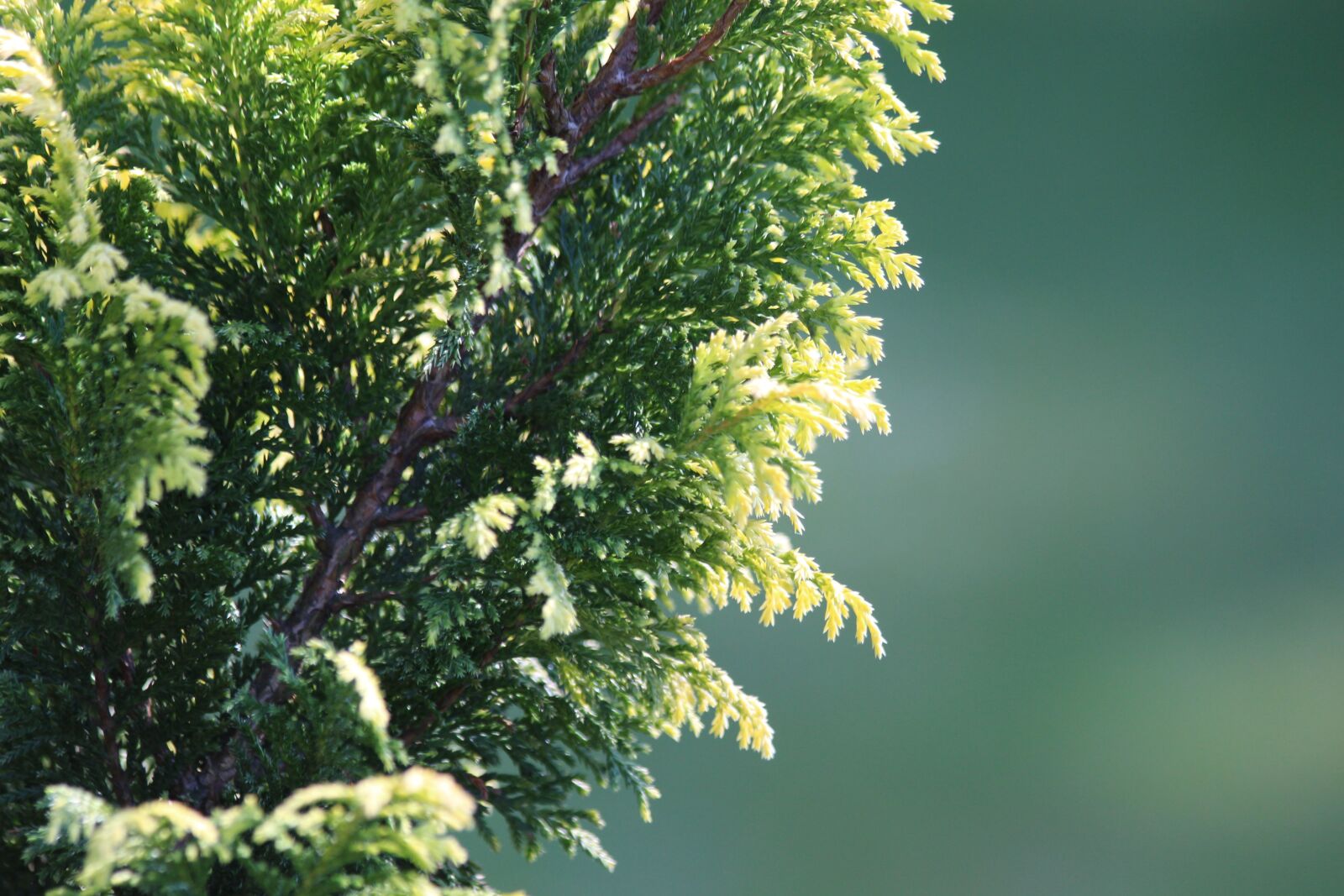 Canon EOS 650D (EOS Rebel T4i / EOS Kiss X6i) sample photo. Cypress gorokhovoy, chamaecyparis pisifera photography