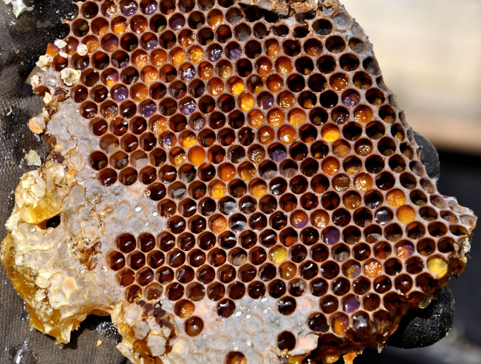 Nikon D5000 sample photo. Honeycomb, pollen warehousing, honey photography